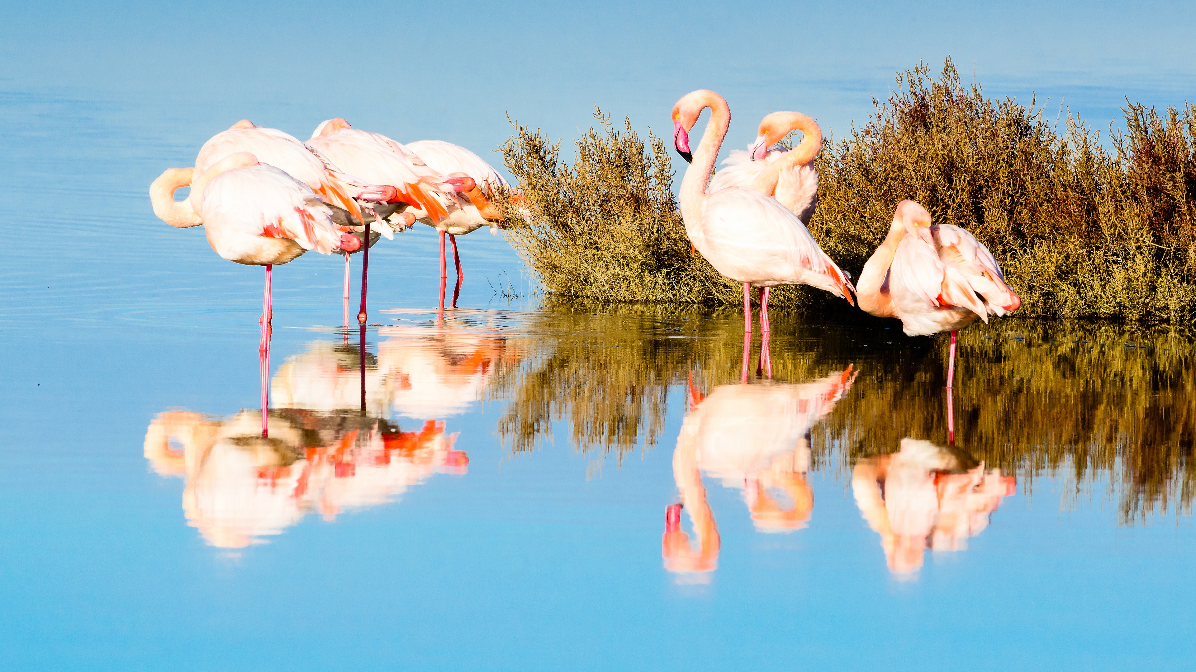 Handy-Wallpaper Tiere, Vögel, Flamingo, Vogel, Spiegelung kostenlos herunterladen.