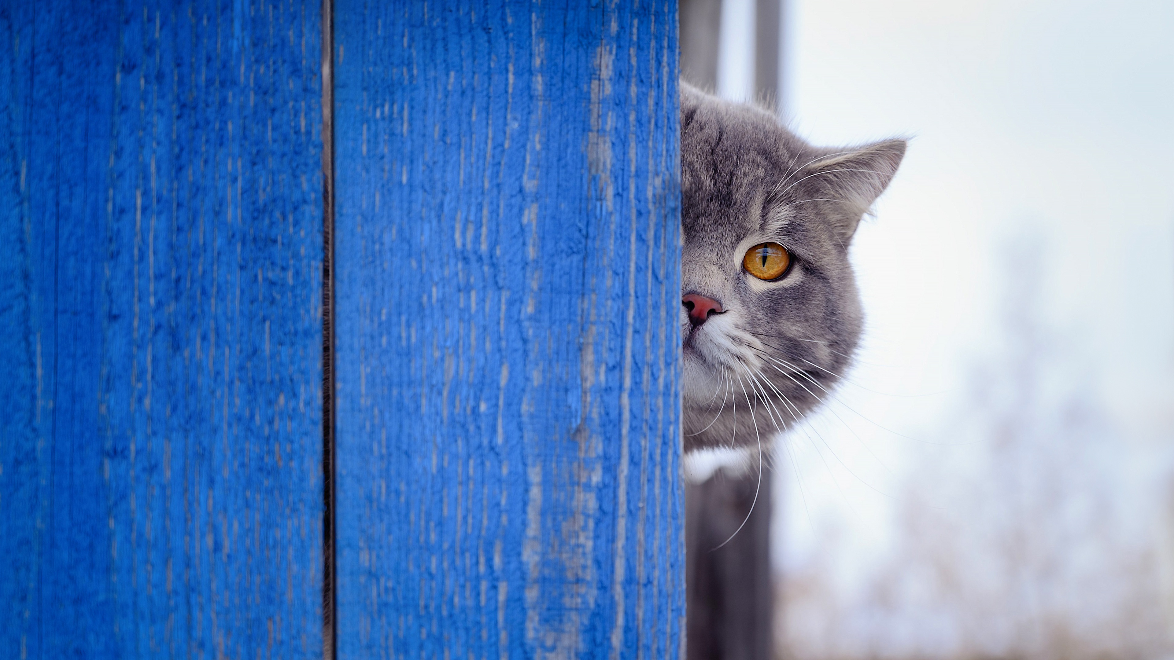 Téléchargez gratuitement l'image Animaux, Chats, Chat sur le bureau de votre PC