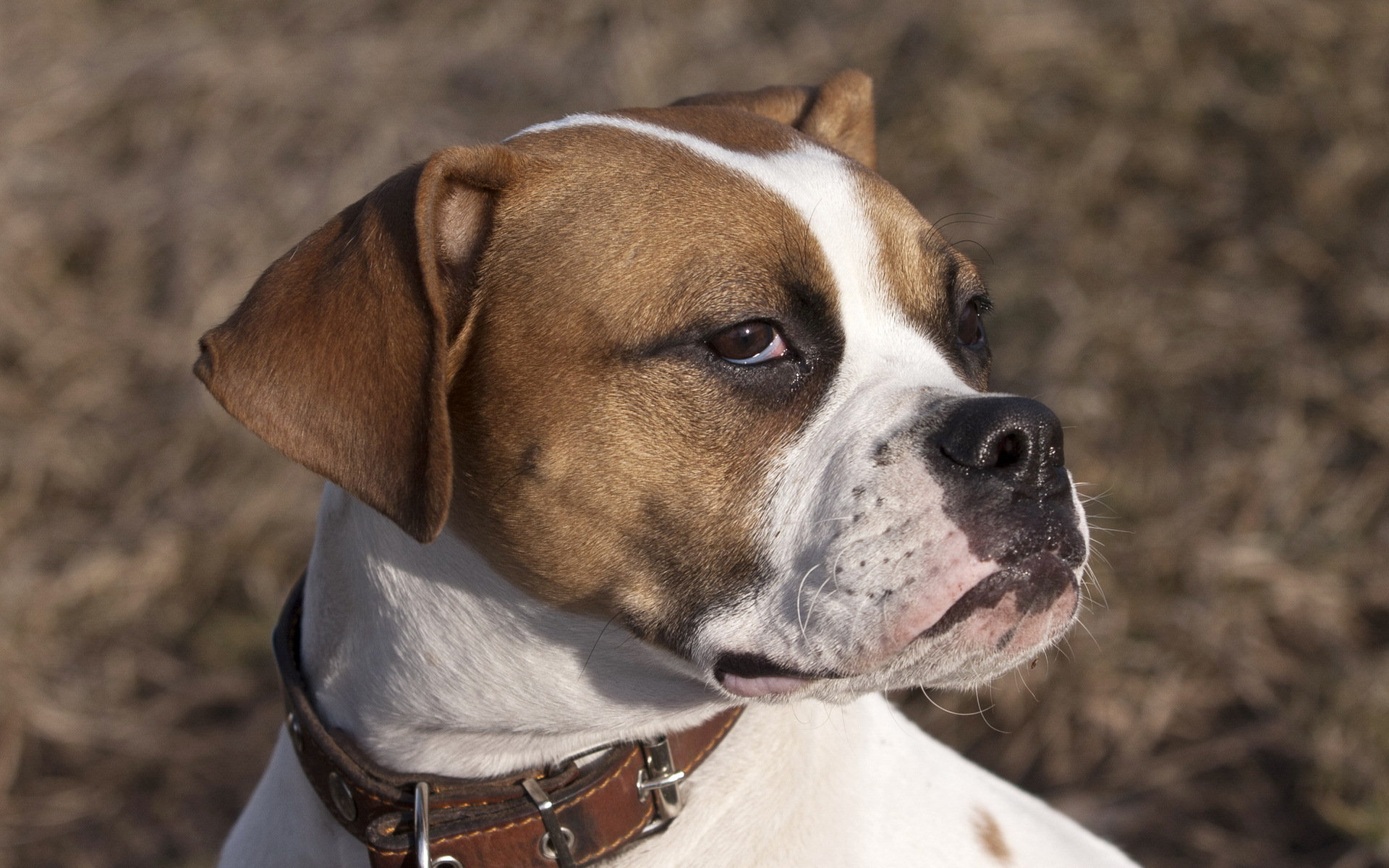 Baixar papel de parede para celular de Animais, Cães, Cão gratuito.