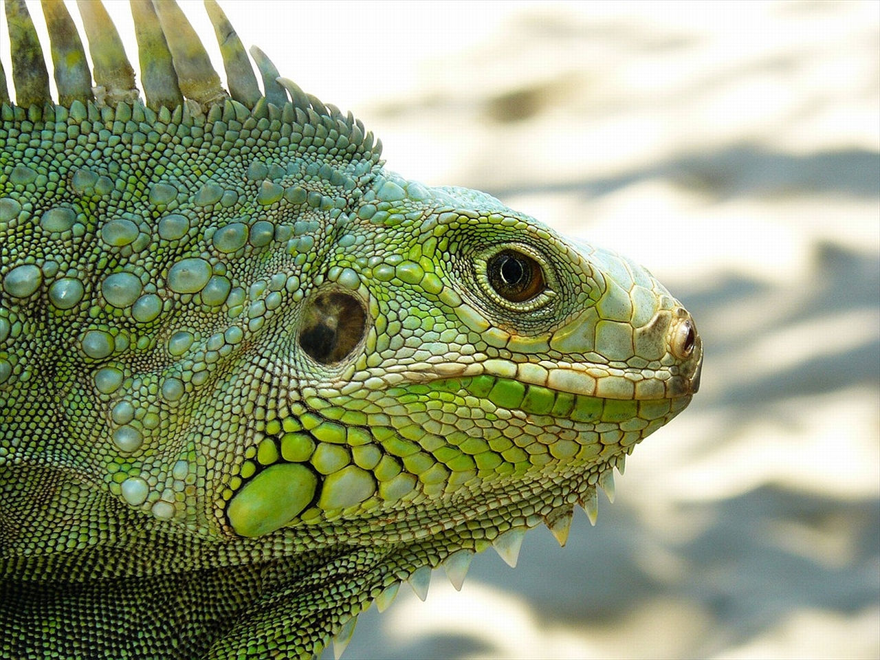 Téléchargez gratuitement l'image Animaux, Lézard sur le bureau de votre PC