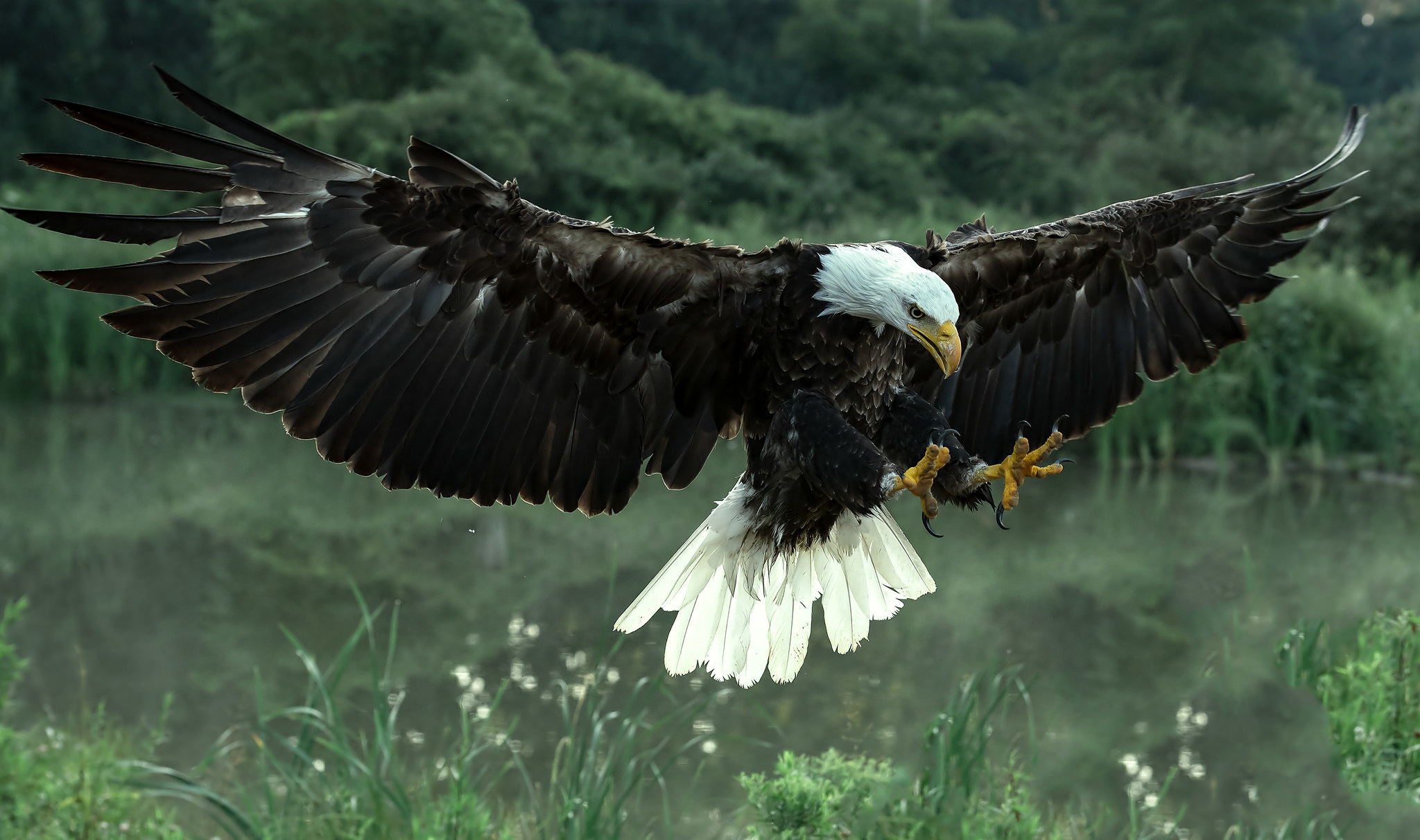 374460 скачать обои орел, животные, белоголовый орлан, птицы, летающий - заставки и картинки бесплатно