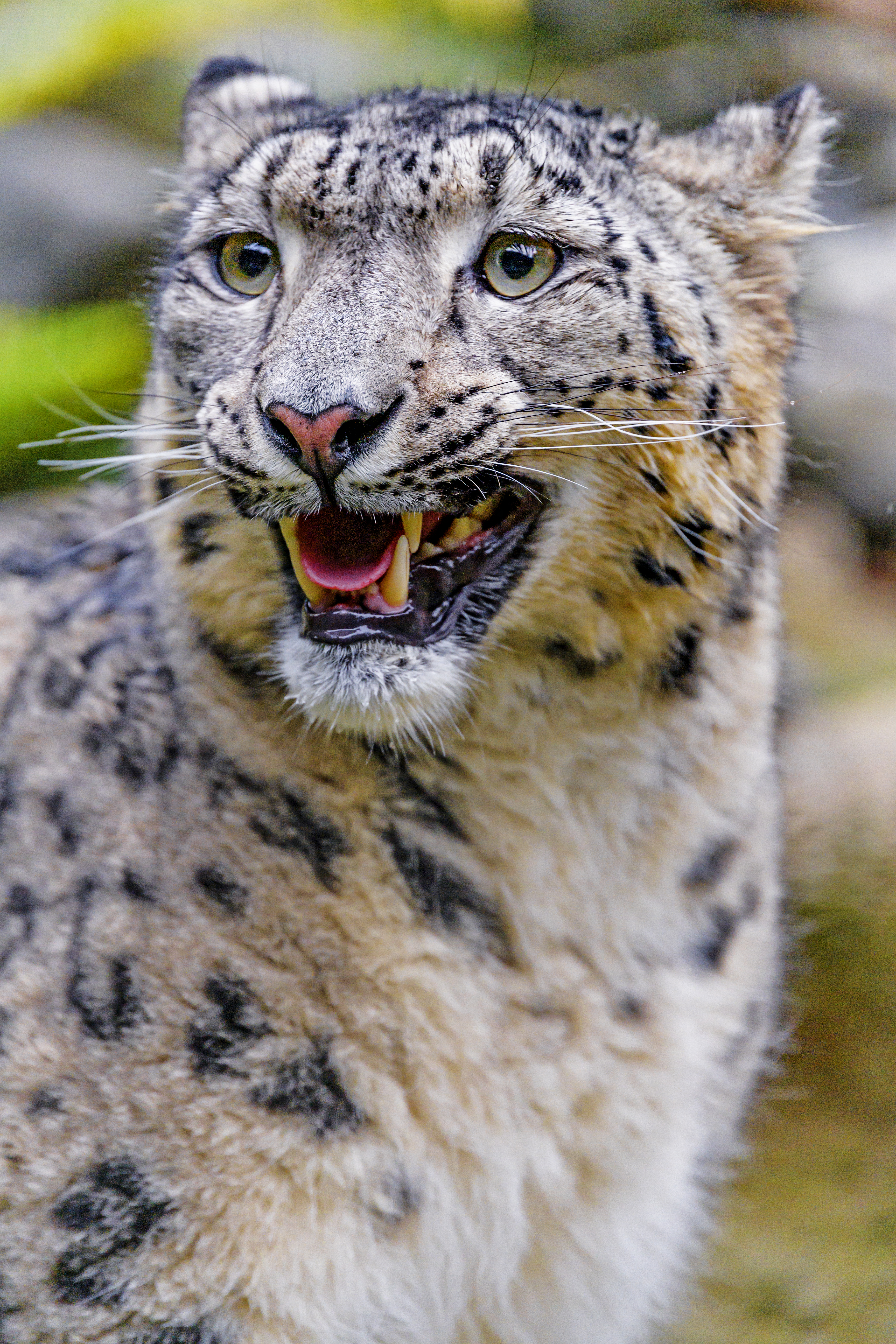 113395 télécharger l'image animaux, snow leopard, sourire, prédateur, gros chat, fauve, irbis - fonds d'écran et économiseurs d'écran gratuits