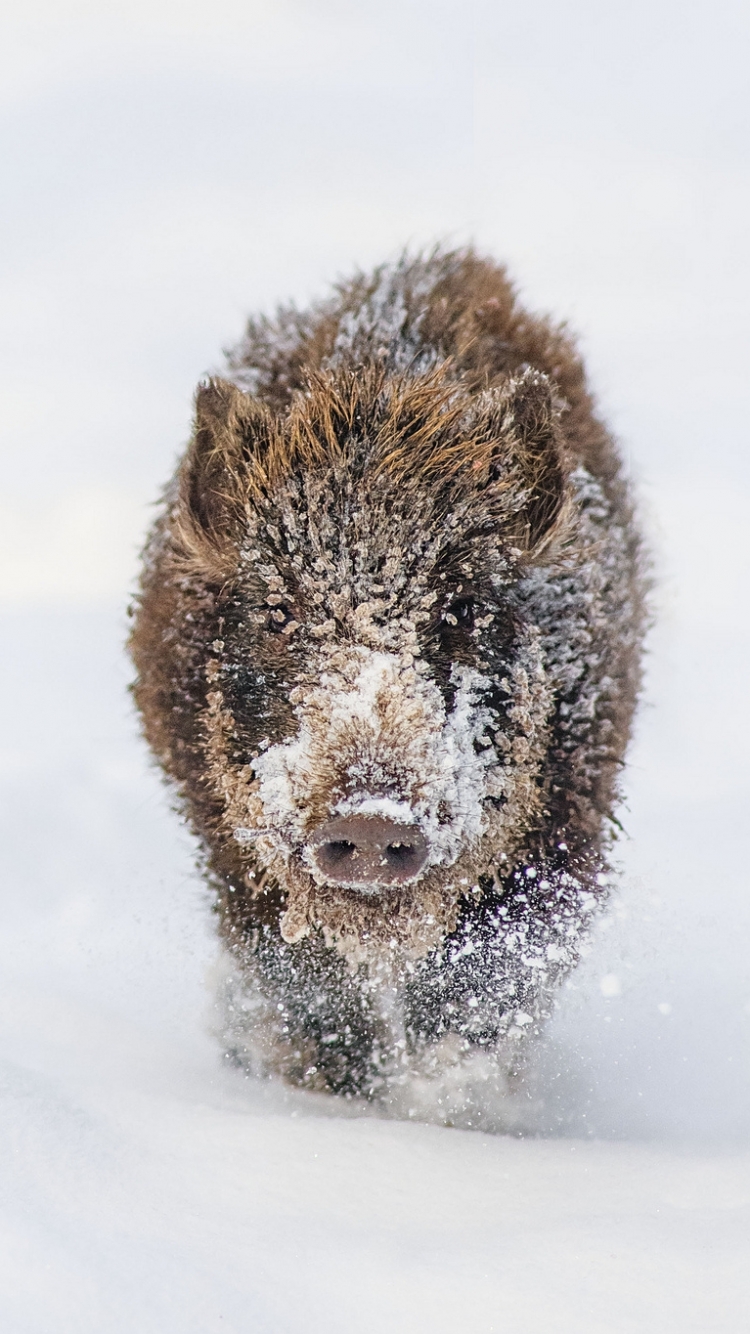animal, boar Free Stock Photo