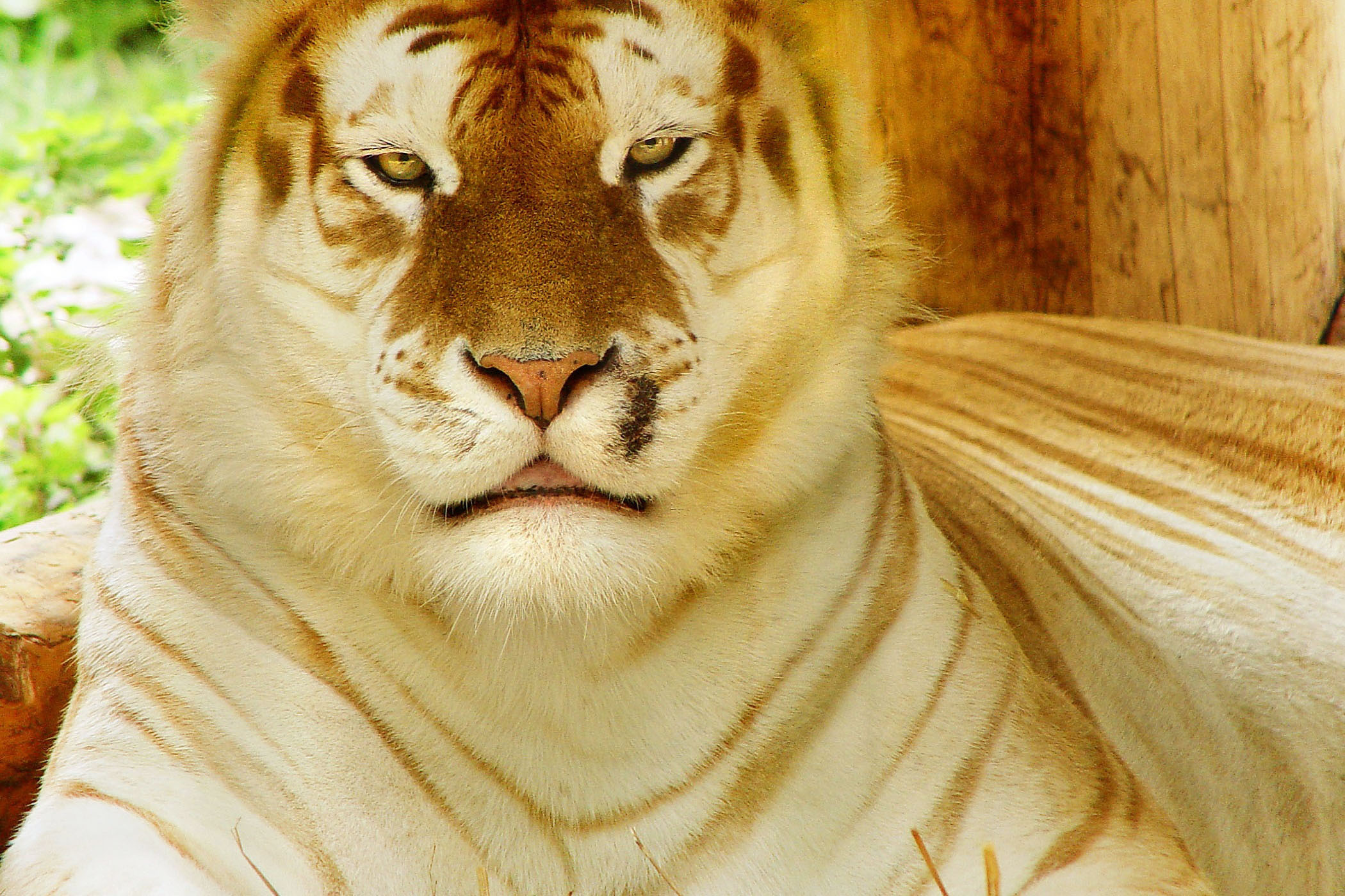 Descarga gratis la imagen Tigre Blanco, Gatos, Animales en el escritorio de tu PC
