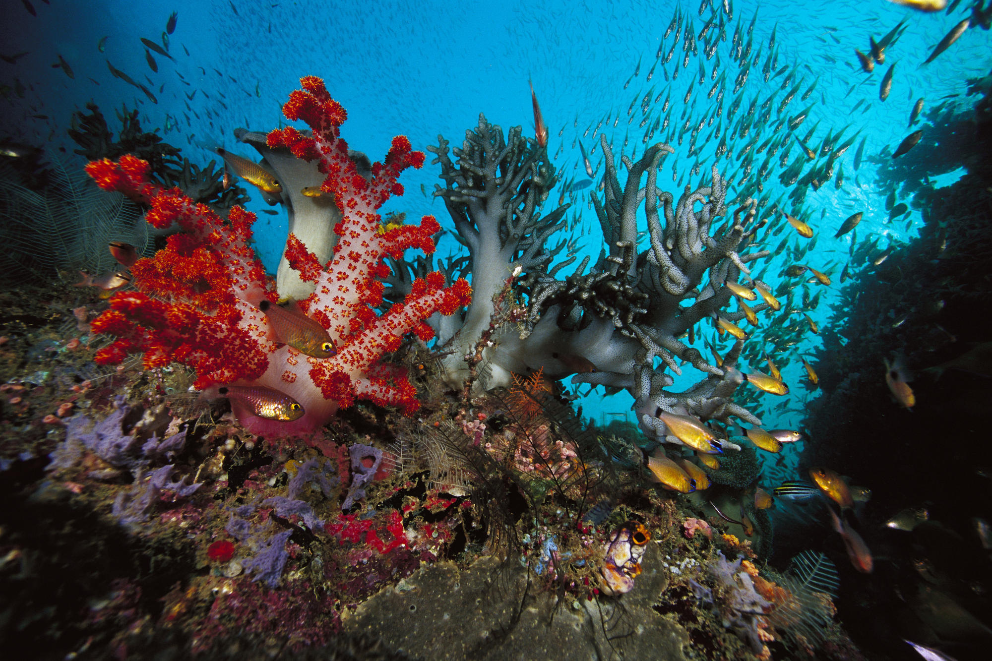 139051 скачать картинку подводный мир, разнгоцветный, водоросли, рыбы, животные - обои и заставки бесплатно