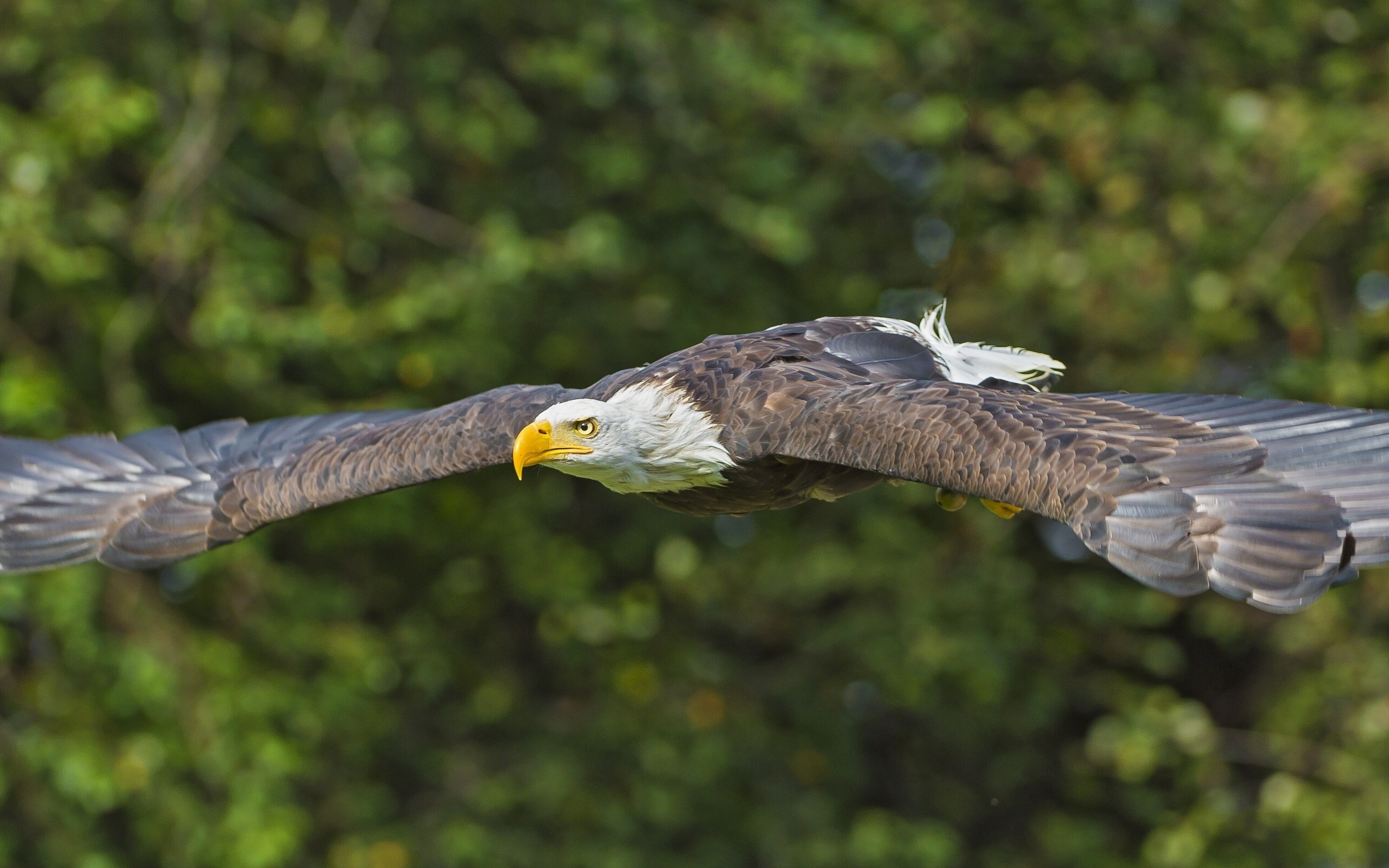 Download mobile wallpaper Bald Eagle, Birds, Animal for free.