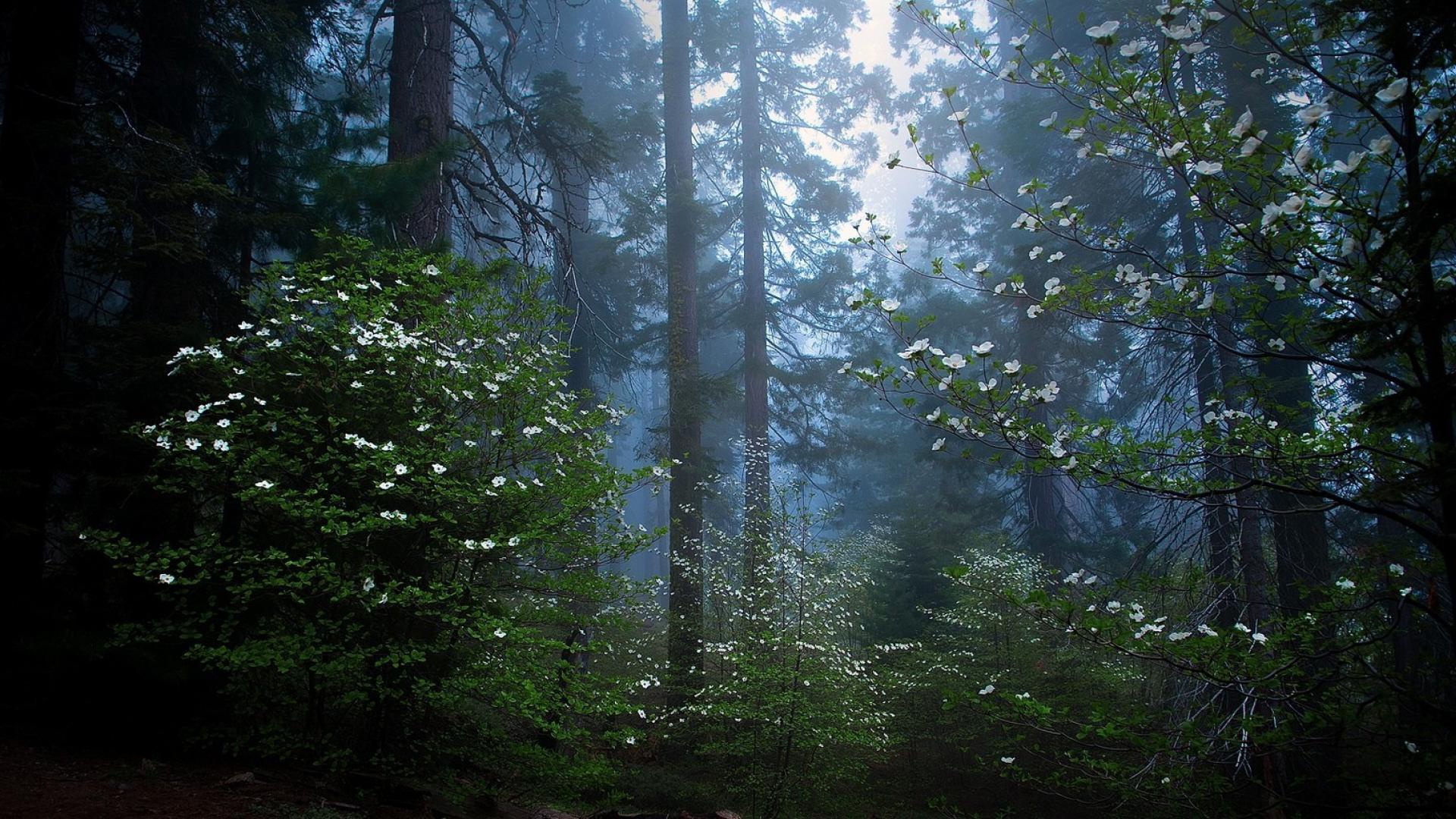 Téléchargez des papiers peints mobile Forêt, Matin, Séquoia, La Nature, Terre/nature gratuitement.