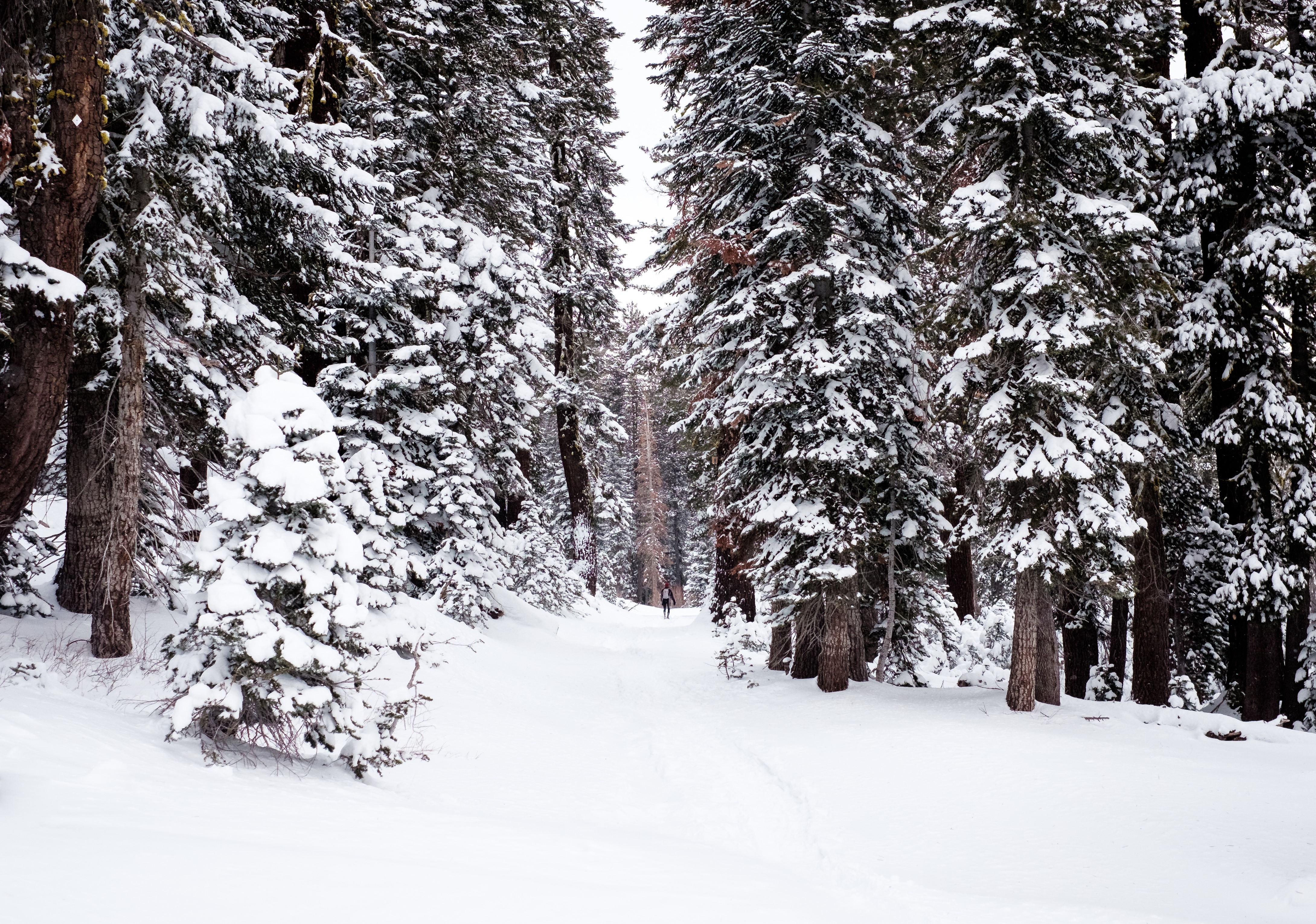 Laden Sie das Natur, Pfad, Mensch, Person, Schnee, Wald, Winter-Bild kostenlos auf Ihren PC-Desktop herunter
