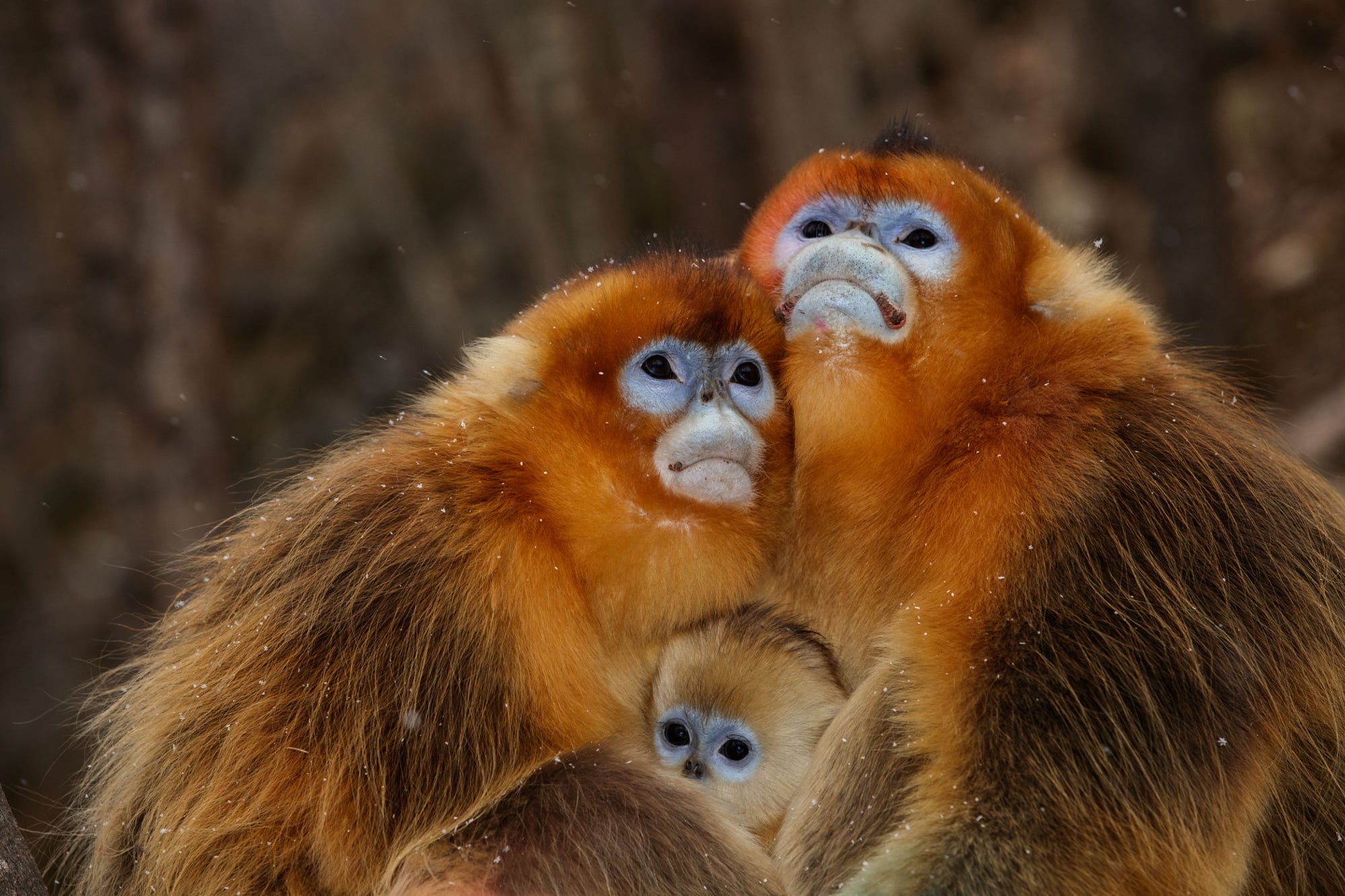 409189 descargar fondo de pantalla animales, mono dorado de nariz chata, parejas, mono, monos: protectores de pantalla e imágenes gratis