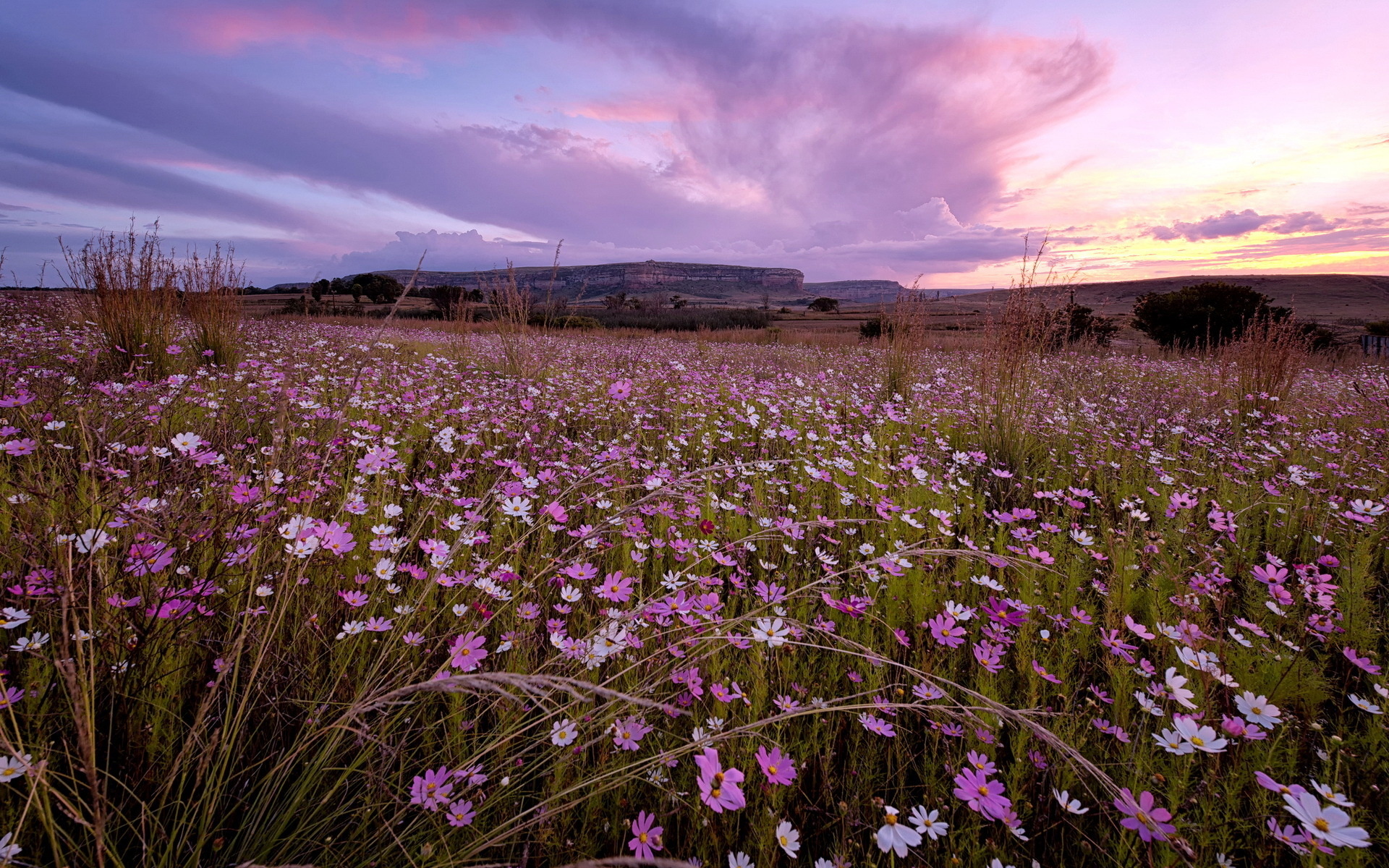 Téléchargez gratuitement l'image Fleurs, Coucher De Soleil, Fleur, Champ, Ciel, Terre/nature sur le bureau de votre PC