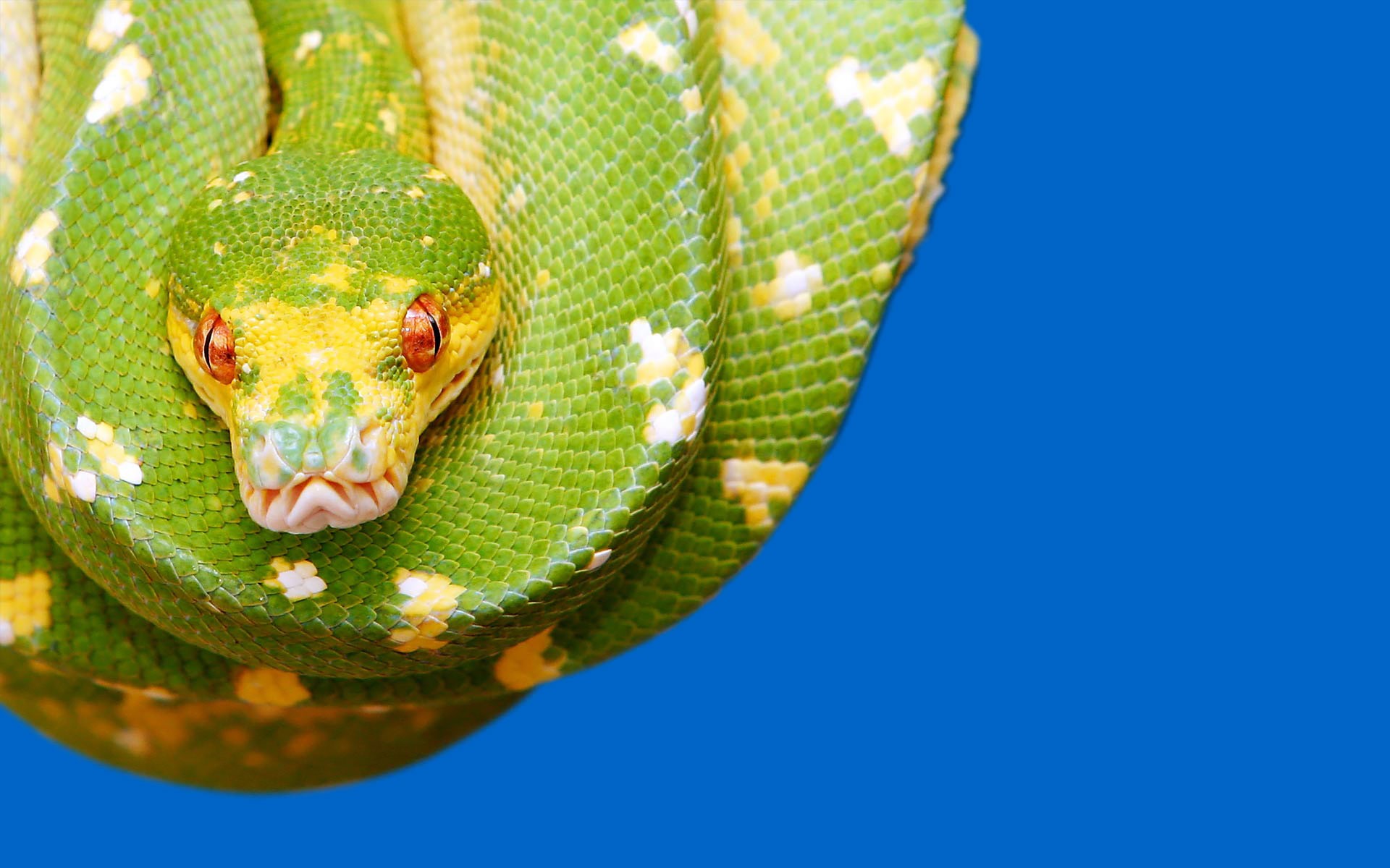 270330 descargar fondo de pantalla animales, serpiente, pitón, reptiles: protectores de pantalla e imágenes gratis