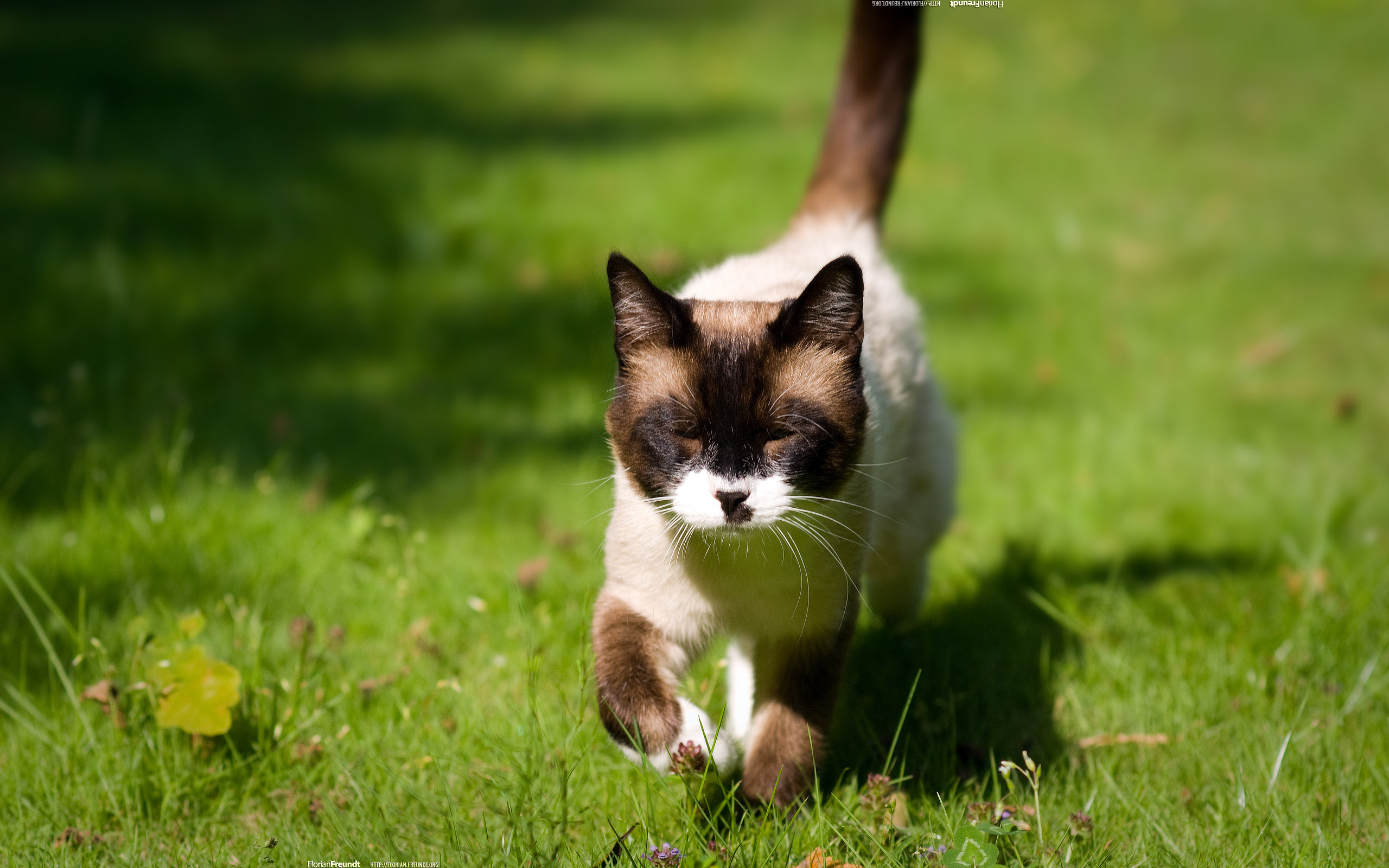 Handy-Wallpaper Tiere, Katzen, Katze kostenlos herunterladen.