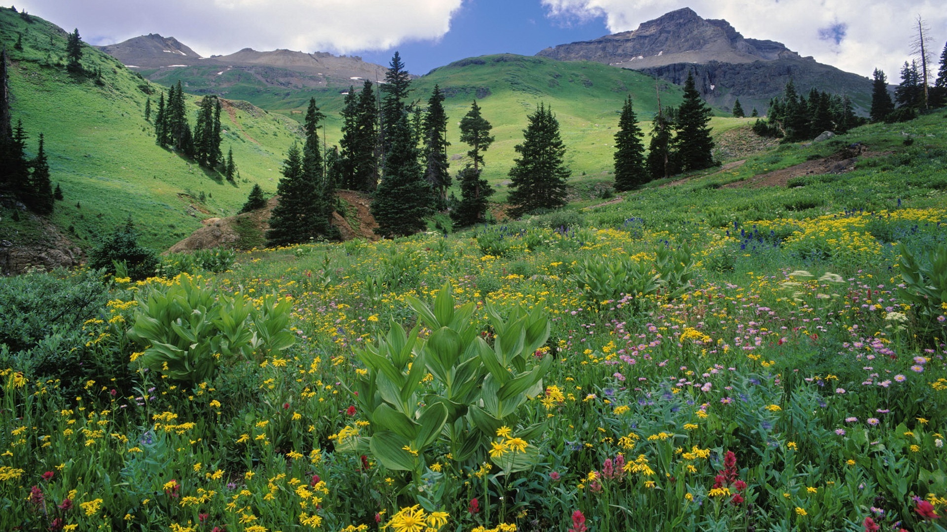 Free download wallpaper Flowers, Landscape, Mountains on your PC desktop