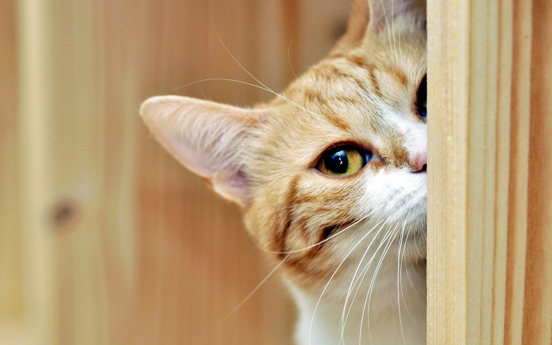 Baixe gratuitamente a imagem Animais, Gatos, Gato na área de trabalho do seu PC