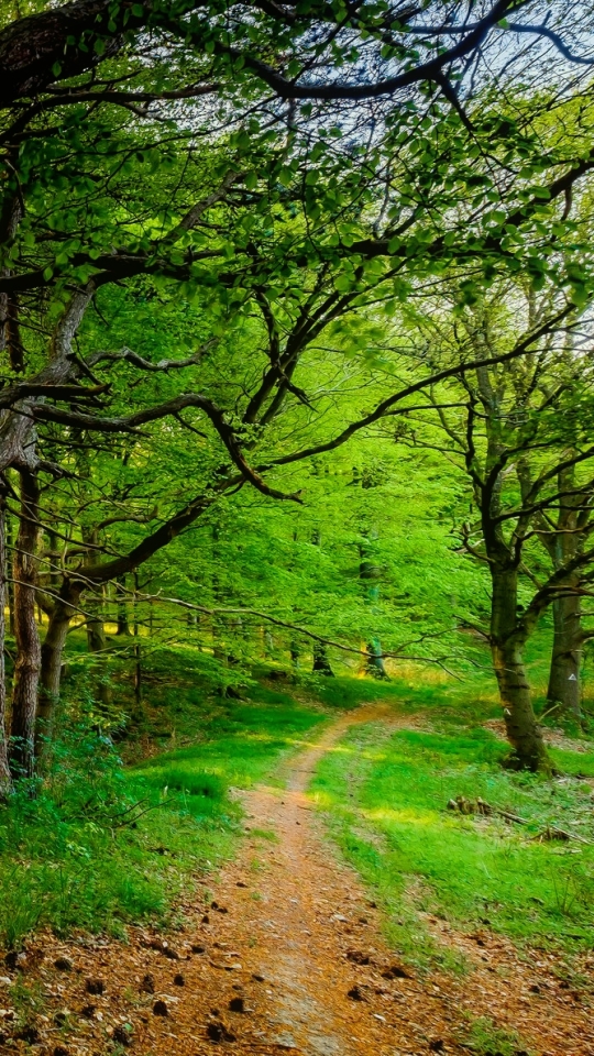 Скачать картинку Дорога, Лес, Зеленый, Дорожка, Земля/природа в телефон бесплатно.