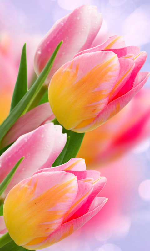 Download mobile wallpaper Nature, Flowers, Close Up, Artistic, Tulip, Pink Flower for free.