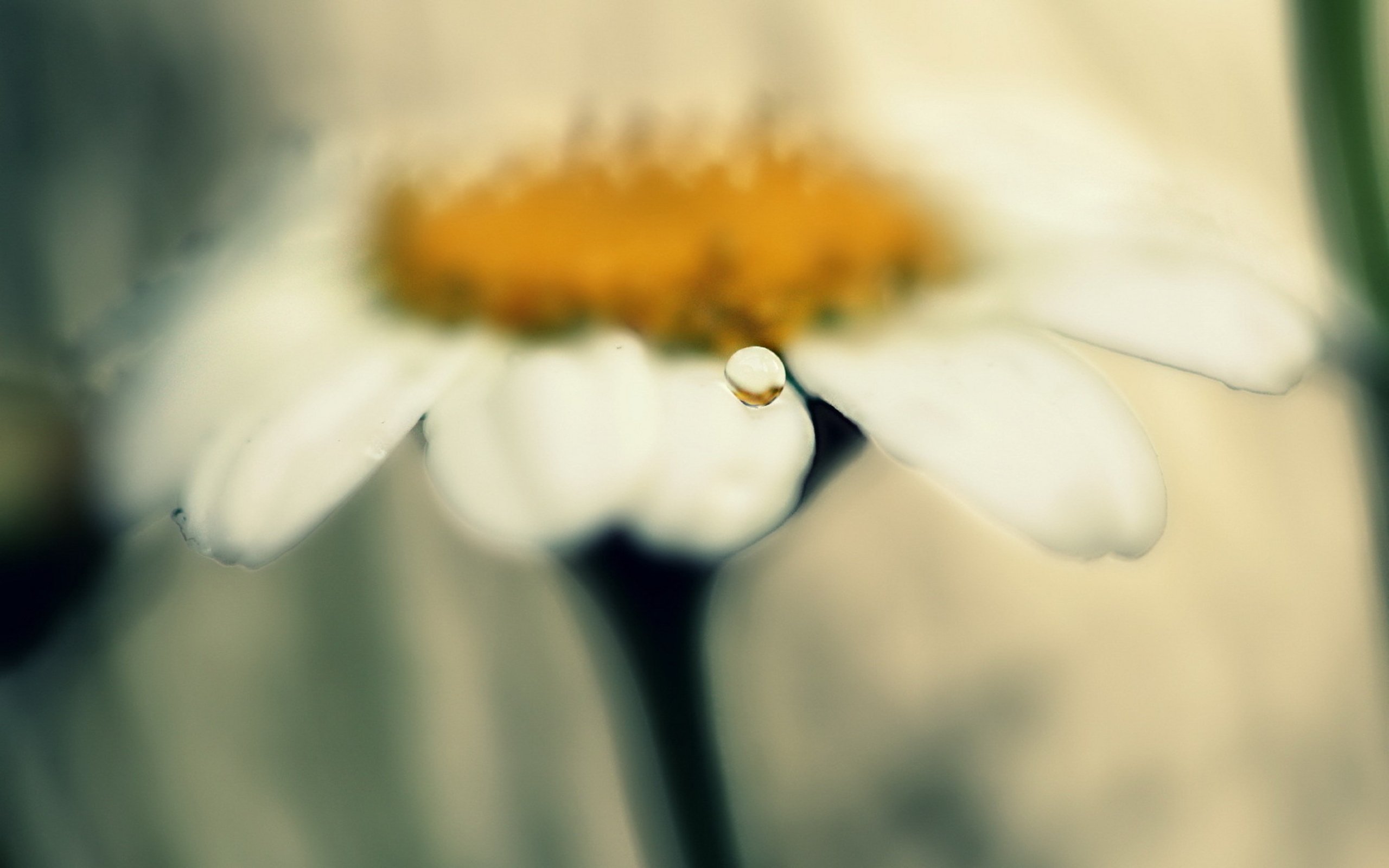 Laden Sie das Gänseblümchen, Blumen, Erde/natur-Bild kostenlos auf Ihren PC-Desktop herunter