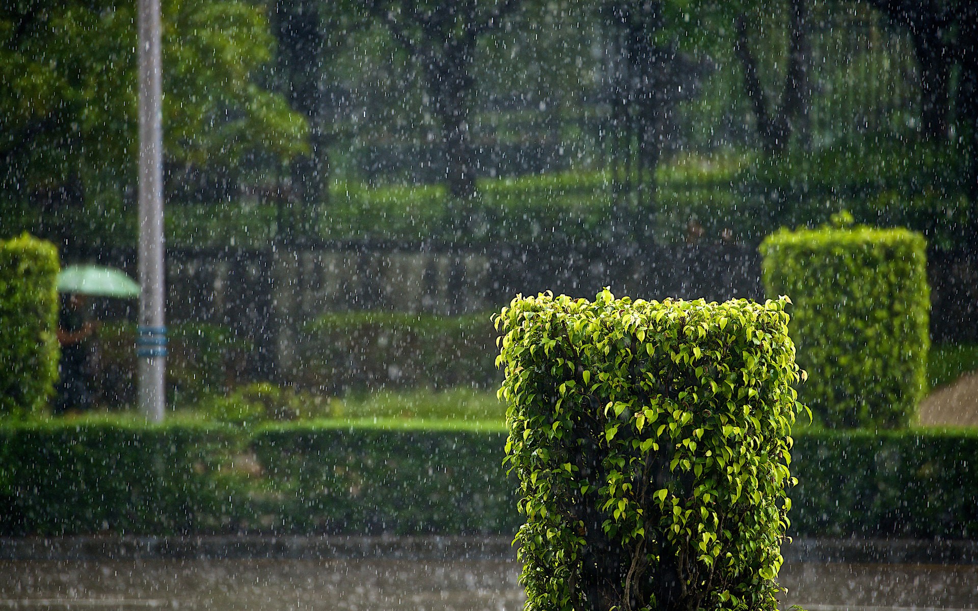 Free download wallpaper Rain, Park, Earth, Photography, Water Drop on your PC desktop
