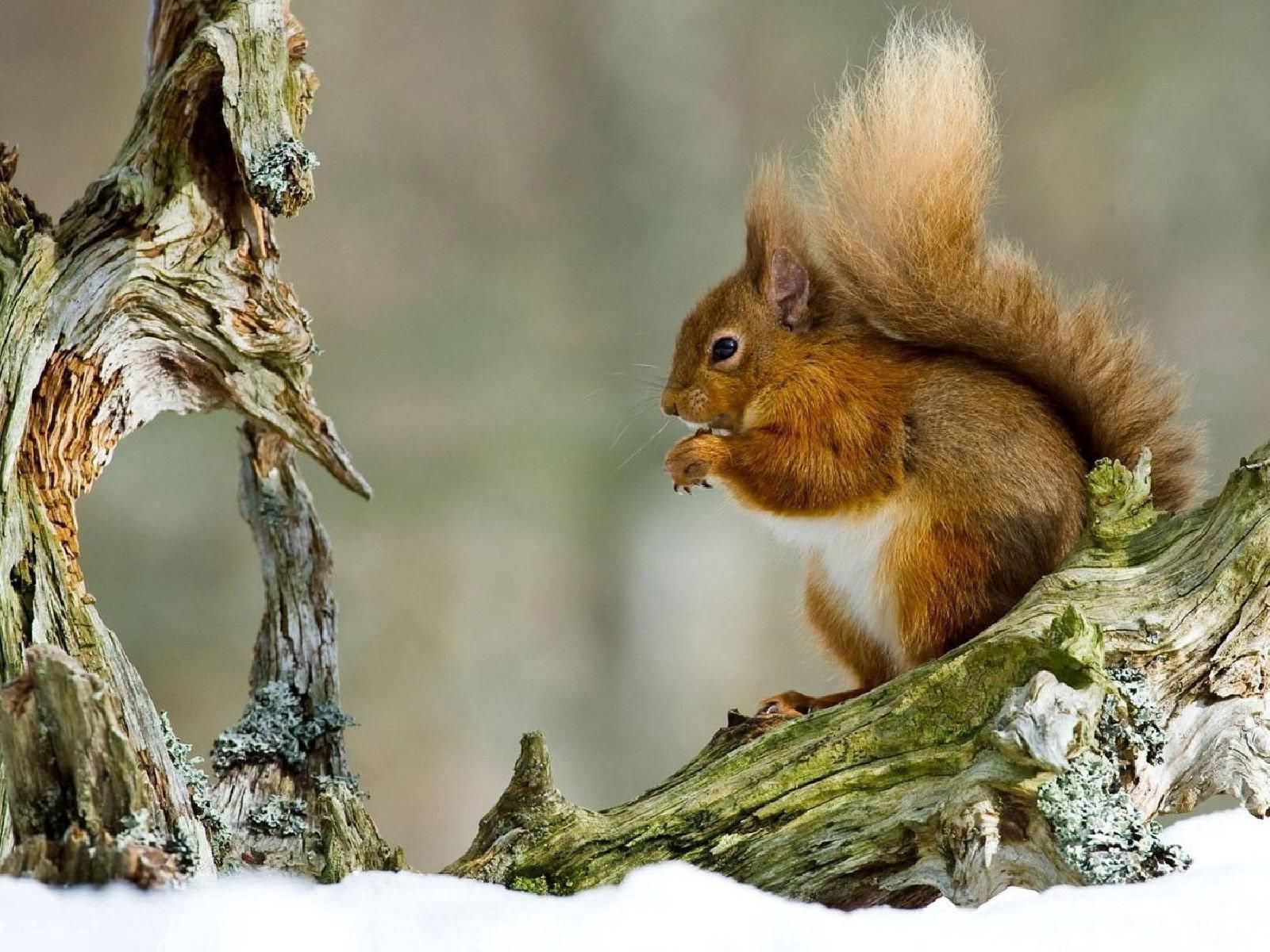 129529 Bild herunterladen tiere, winter, eichhörnchen, schnee, ast, zweig, rothaarige, redhead - Hintergrundbilder und Bildschirmschoner kostenlos