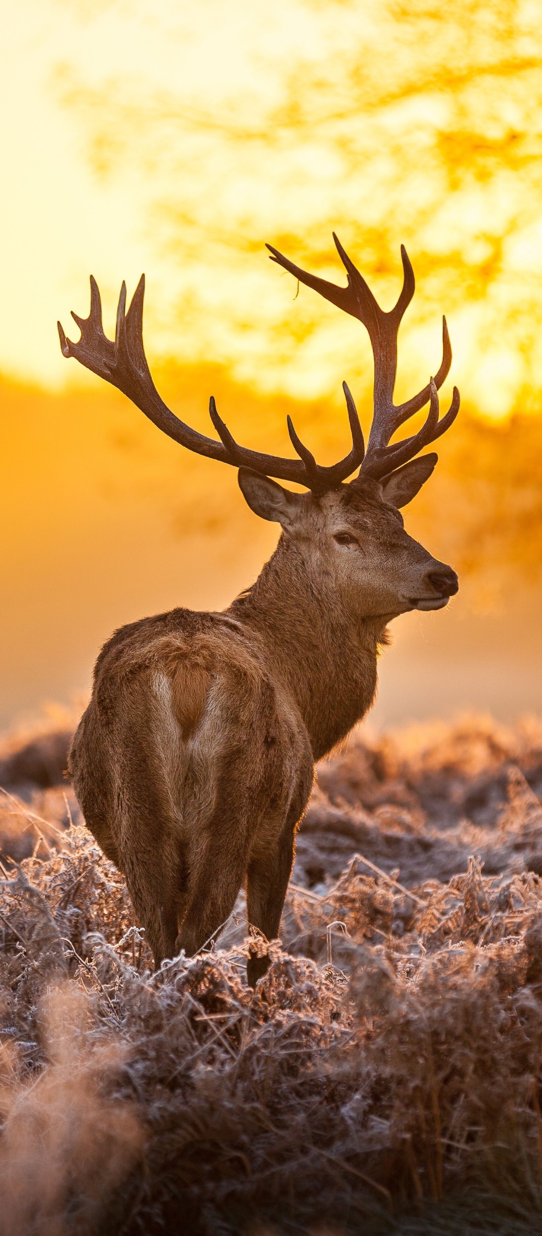 Download mobile wallpaper Animal, Elk, Buck for free.