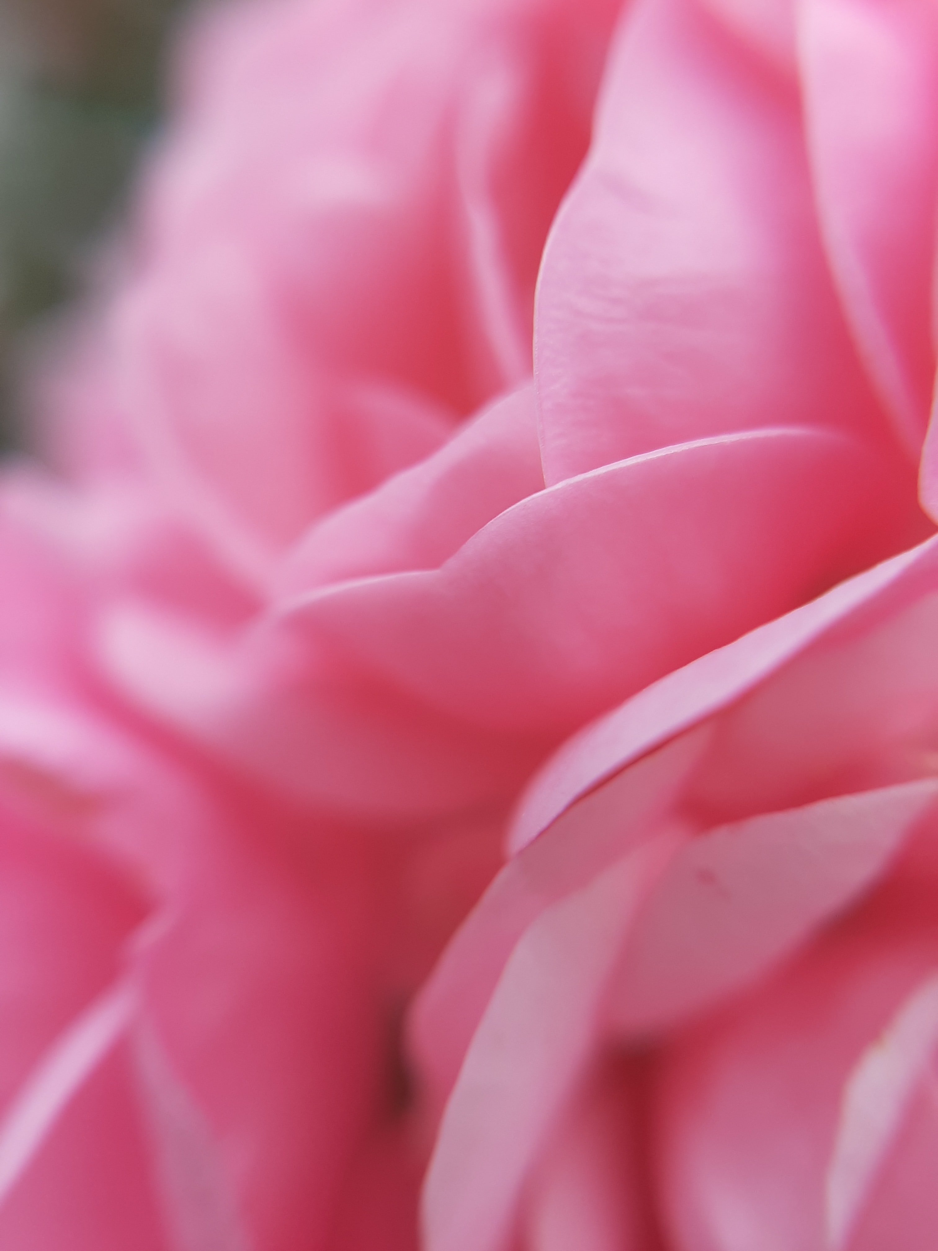 Download mobile wallpaper Macro, Petals, Bloom, Flowering, Flower, Pink for free.