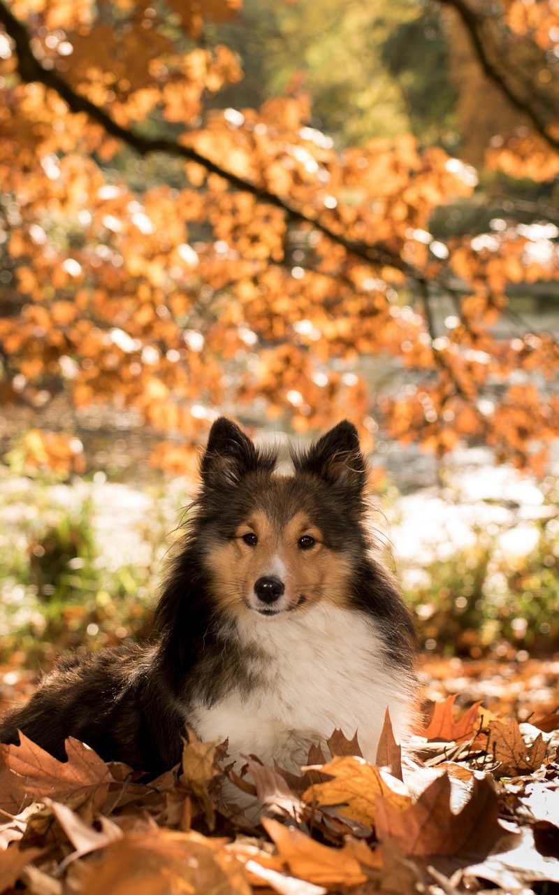 無料モバイル壁紙動物, 秋, 葉, 犬, シェットランド・シープドッグをダウンロードします。