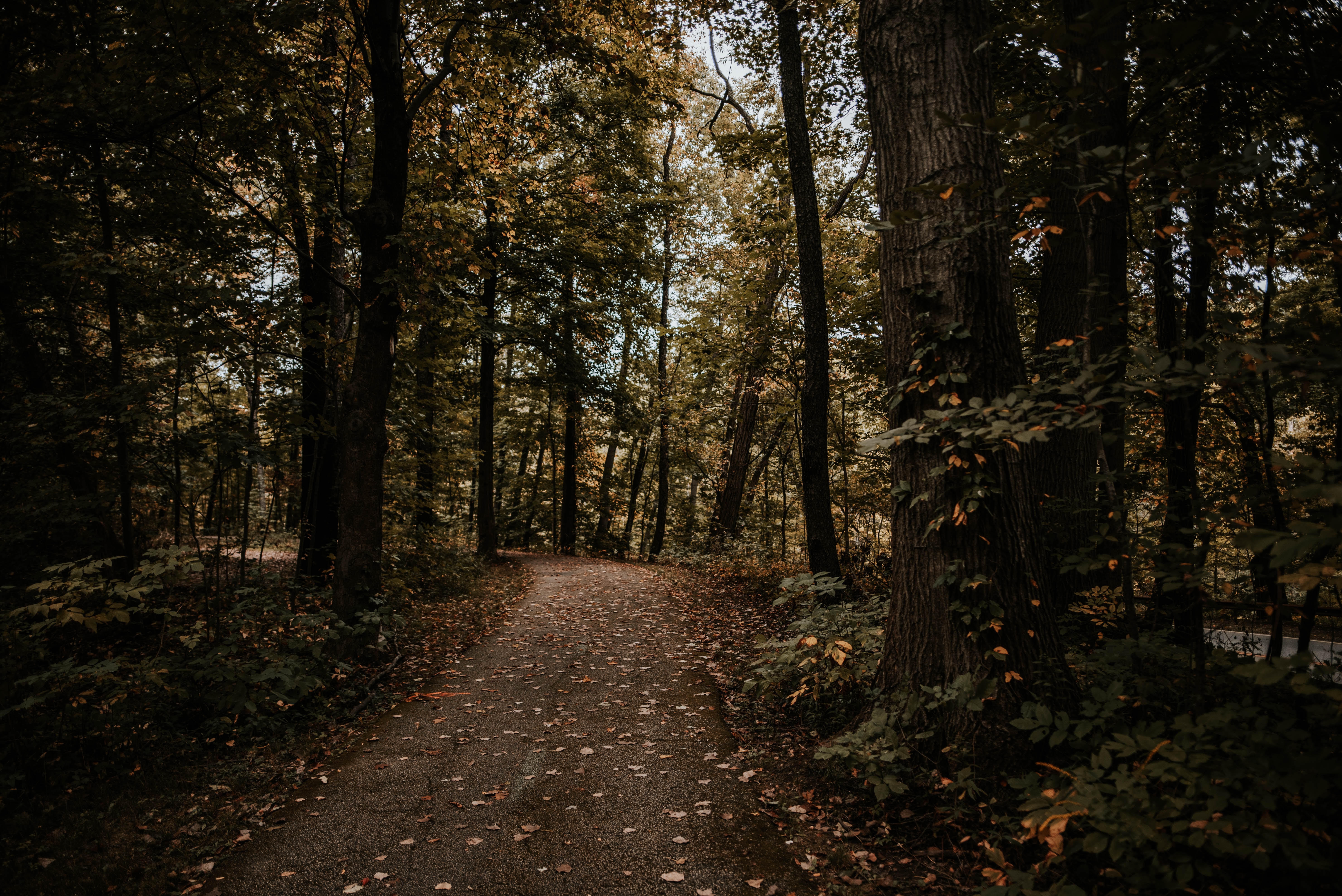 Download mobile wallpaper Path, Trees, Nature, Forest, Autumn for free.