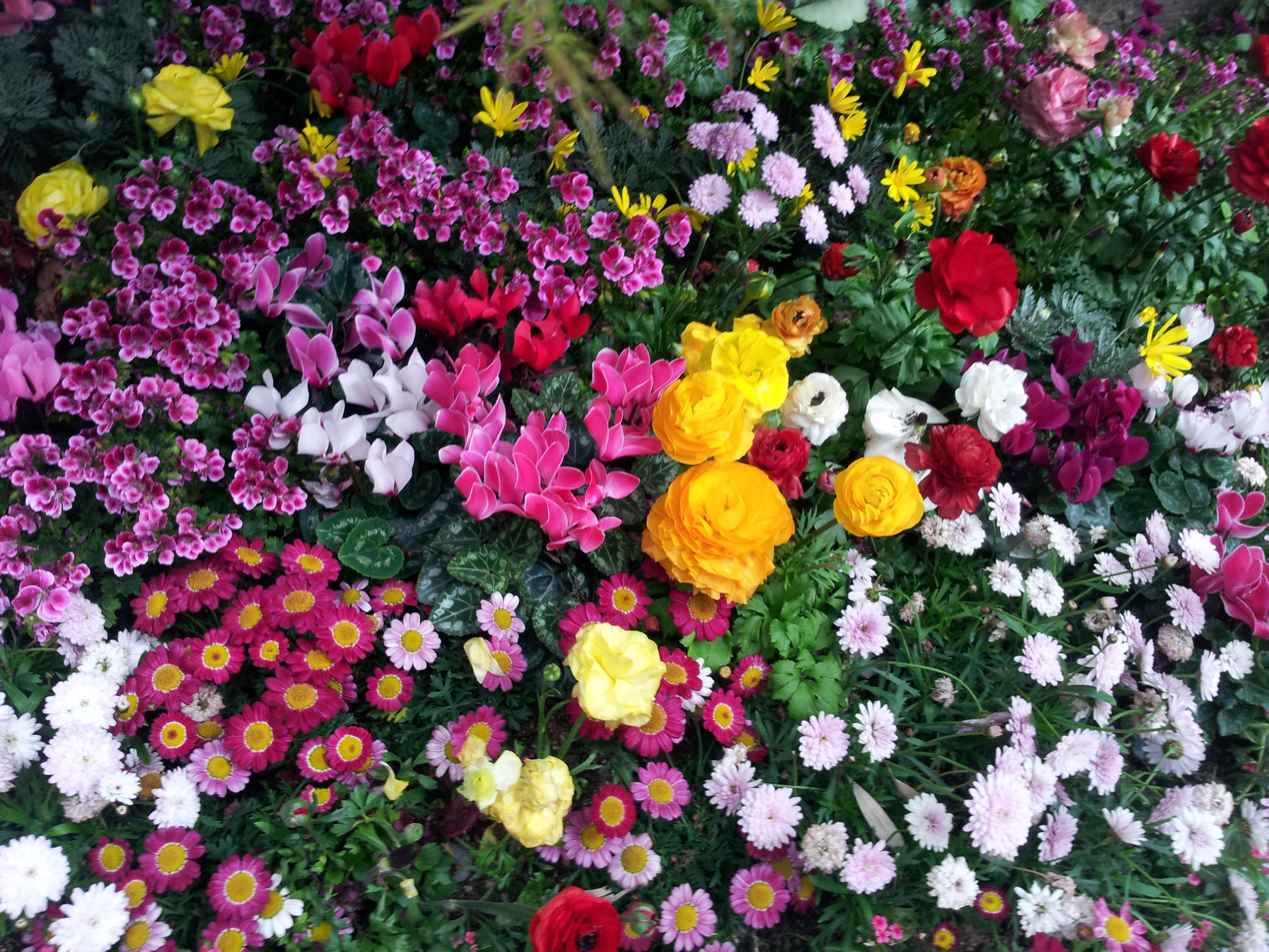 104400 descargar imagen cama de flores, flores, parterre, flora: fondos de pantalla y protectores de pantalla gratis