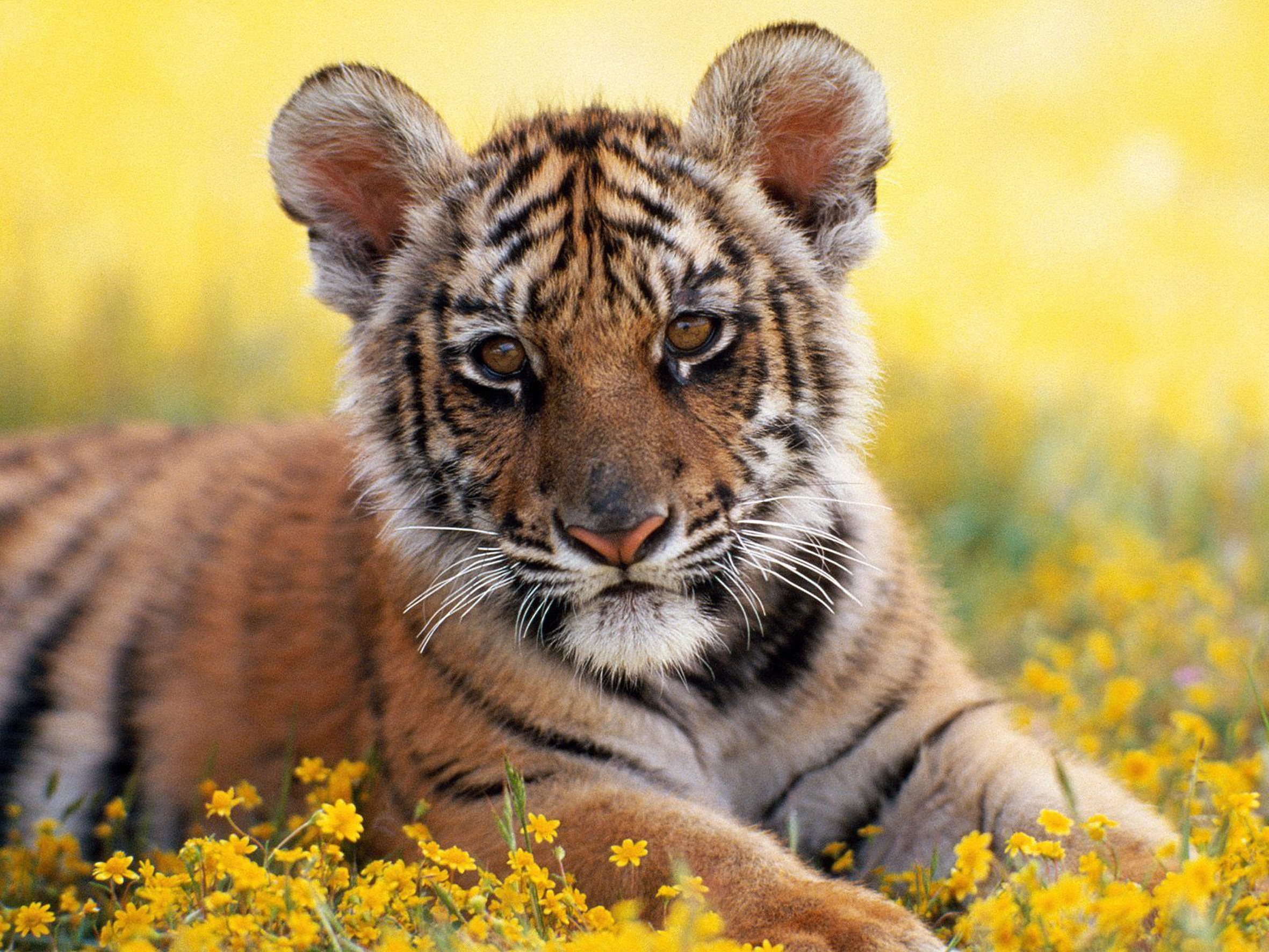 animals, flowers, grass, young, tiger, joey, tiger cub
