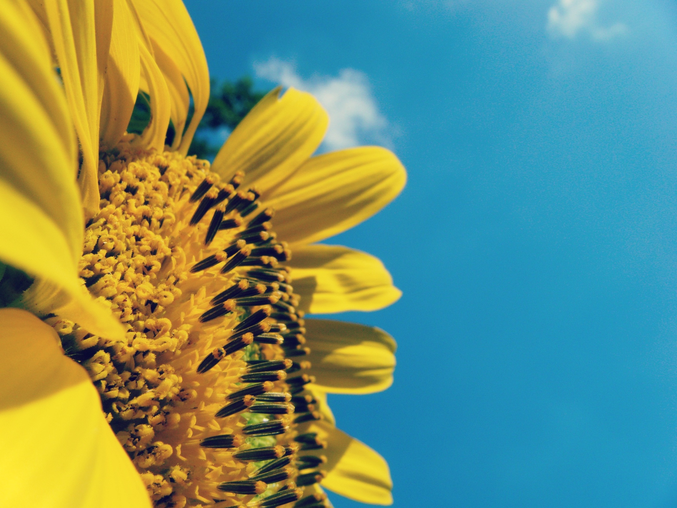 Free download wallpaper Flowers, Sky, Flower, Macro, Earth, Sunflower, Yellow Flower on your PC desktop