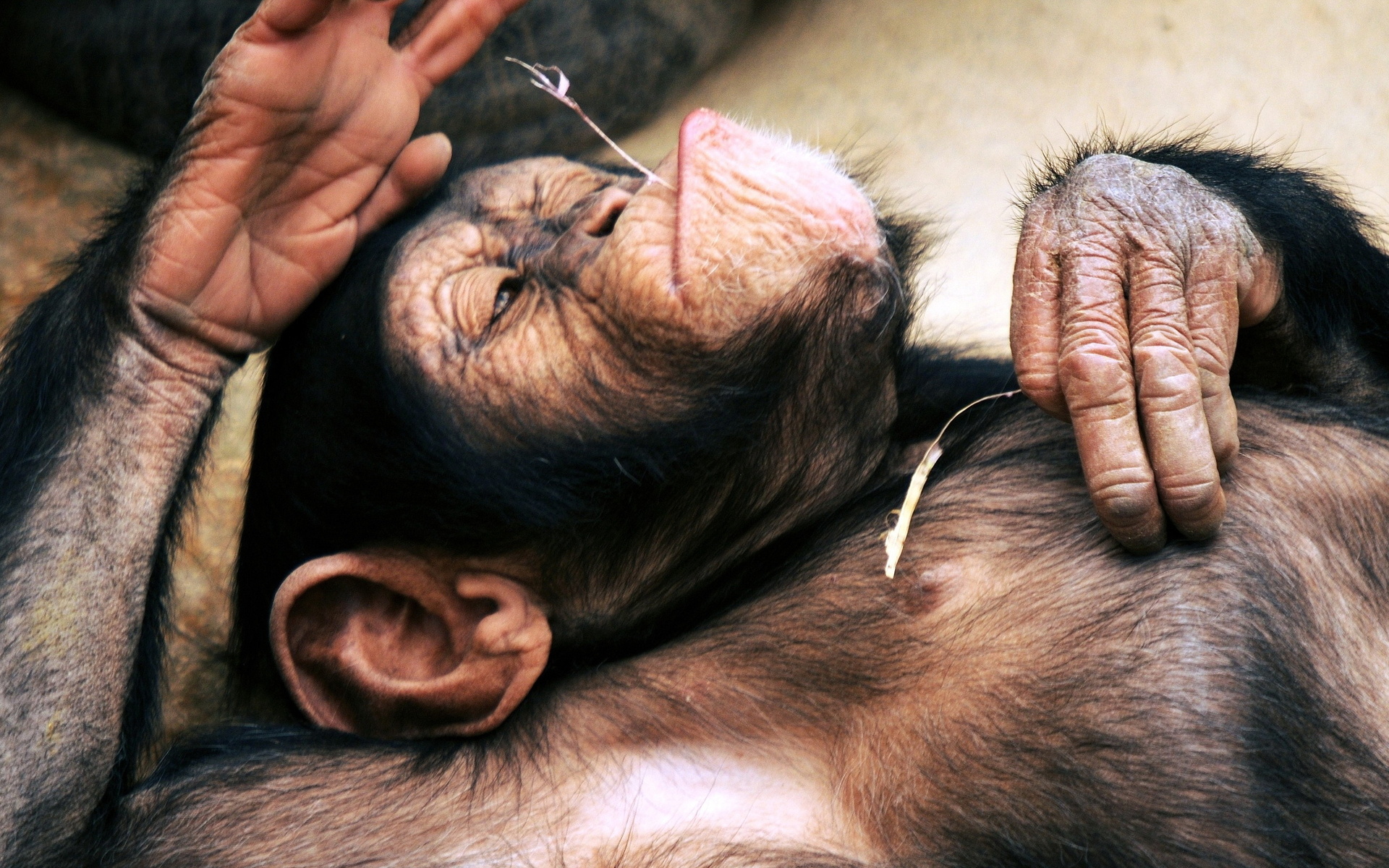 Скачать картинку Шимпанзе, Обезьяны, Животные в телефон бесплатно.