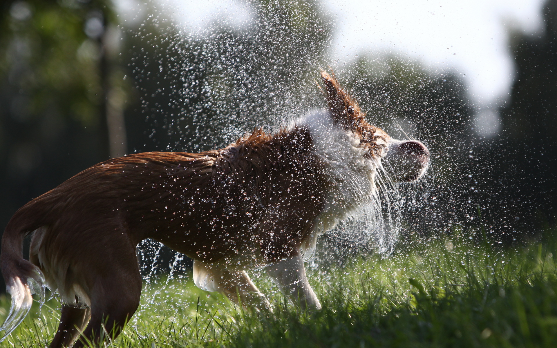 Handy-Wallpaper Tiere, Hund kostenlos herunterladen.