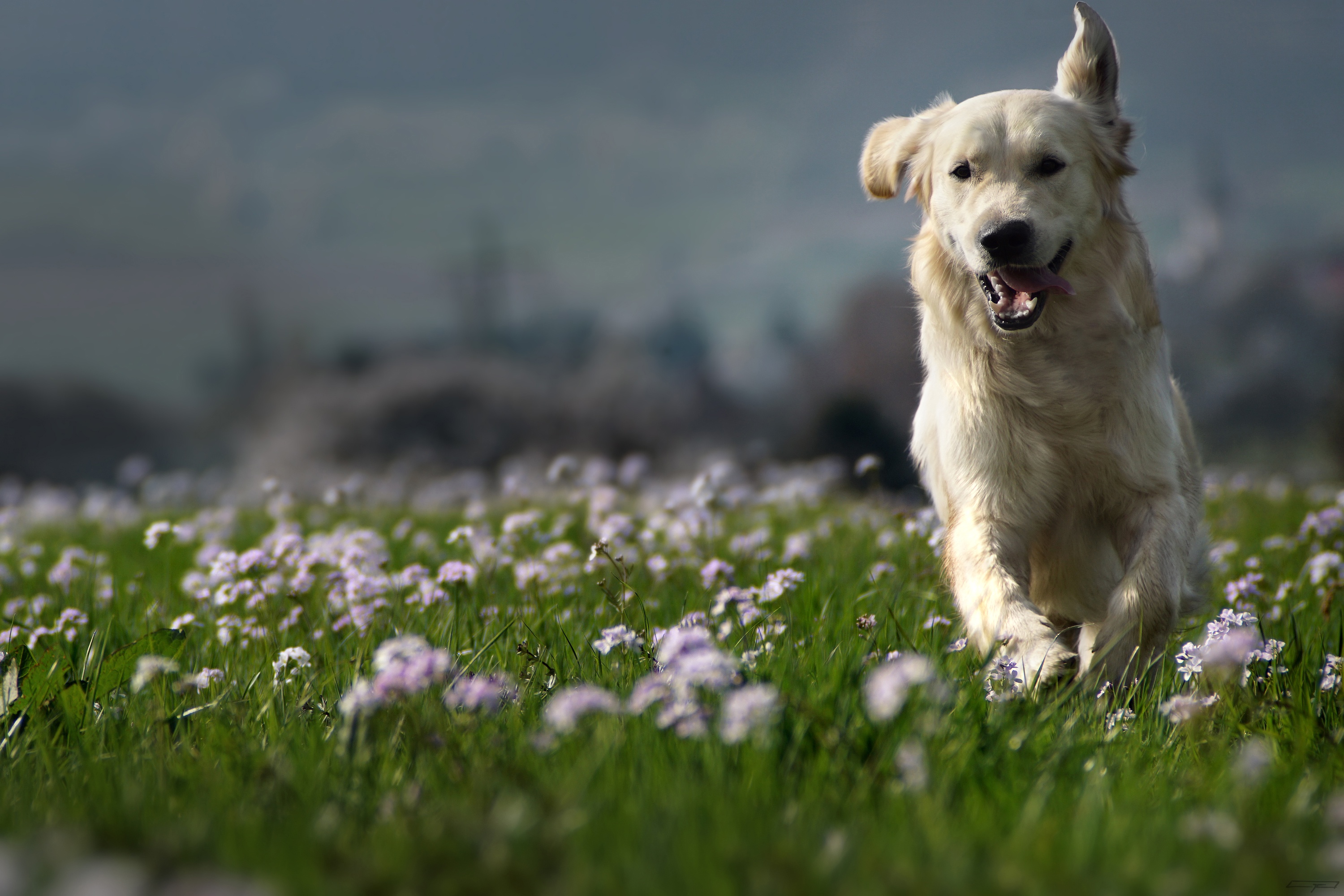 Download mobile wallpaper Dogs, Dog, Field, Animal, Golden Retriever, Depth Of Field for free.