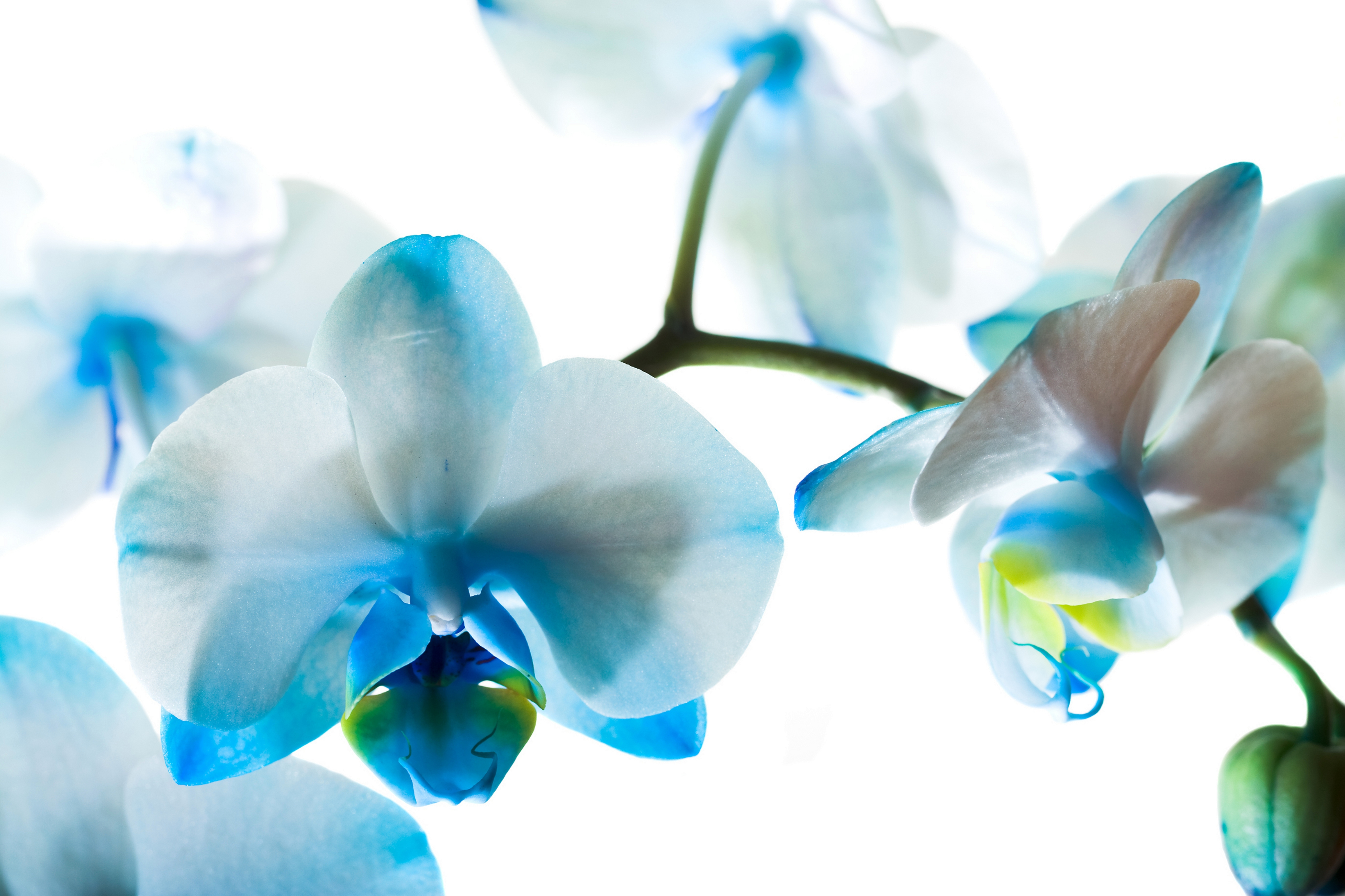 Baixar papel de parede para celular de Orquídea, Flores, Flor, Terra/natureza gratuito.