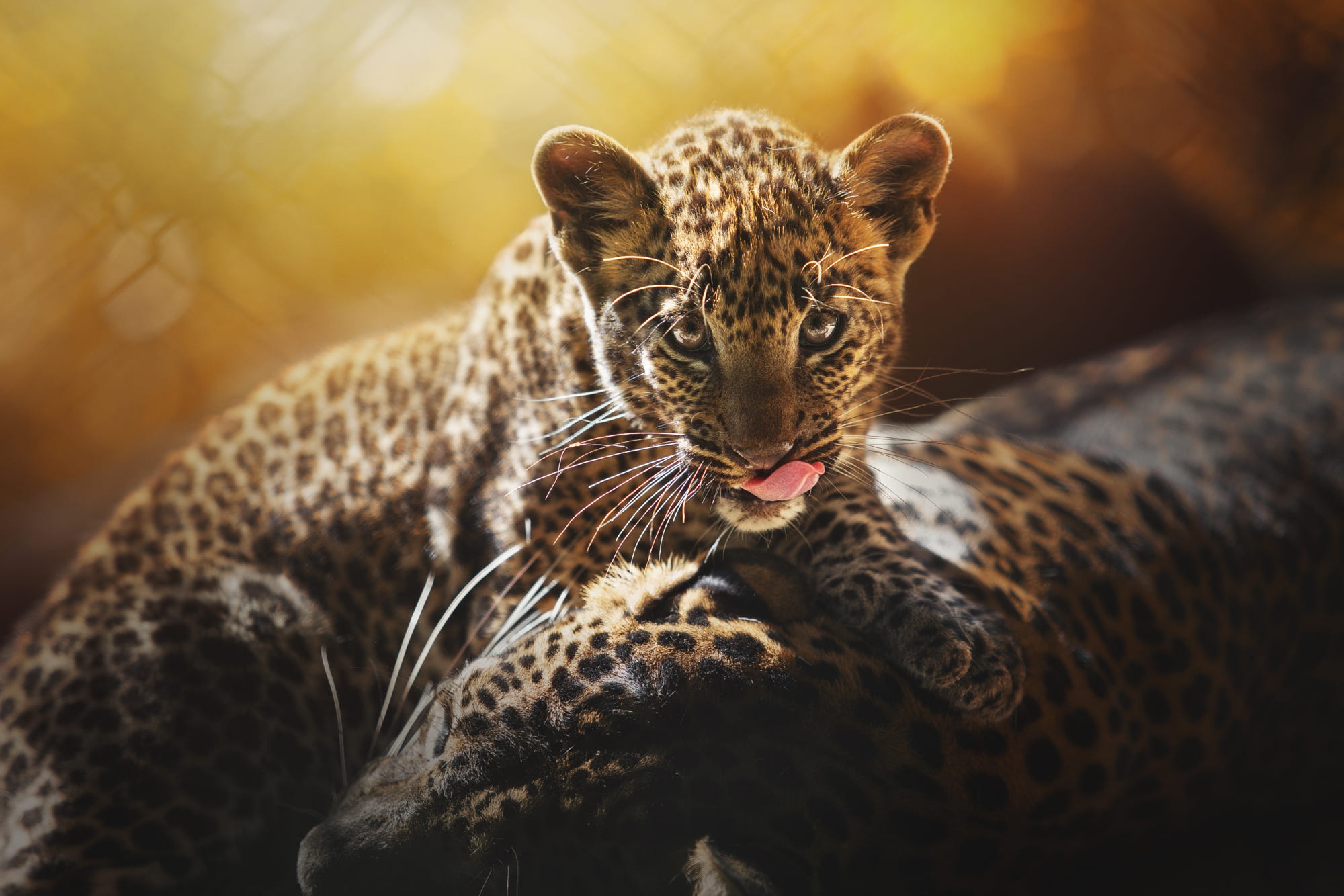 Handy-Wallpaper Tiere, Katzen, Leopard, Tierbaby, Jungtier kostenlos herunterladen.