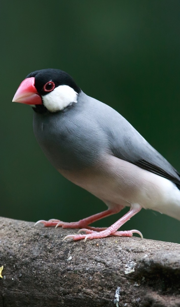 Download mobile wallpaper Birds, Animal, Finch, Java Sparrow for free.