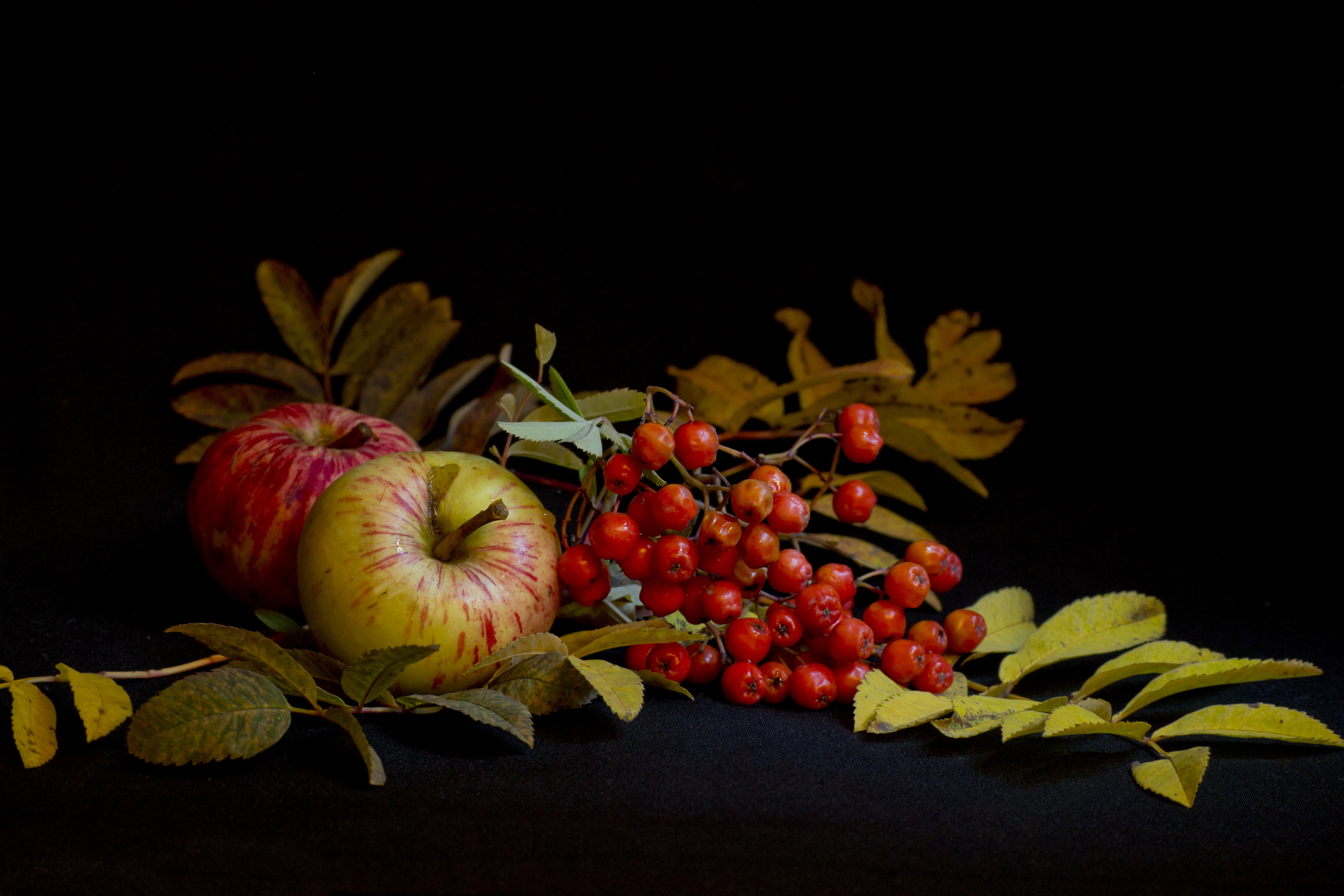 149705 скачать картинку рябина, еда, листья, яблоки, натюрморт - обои и заставки бесплатно