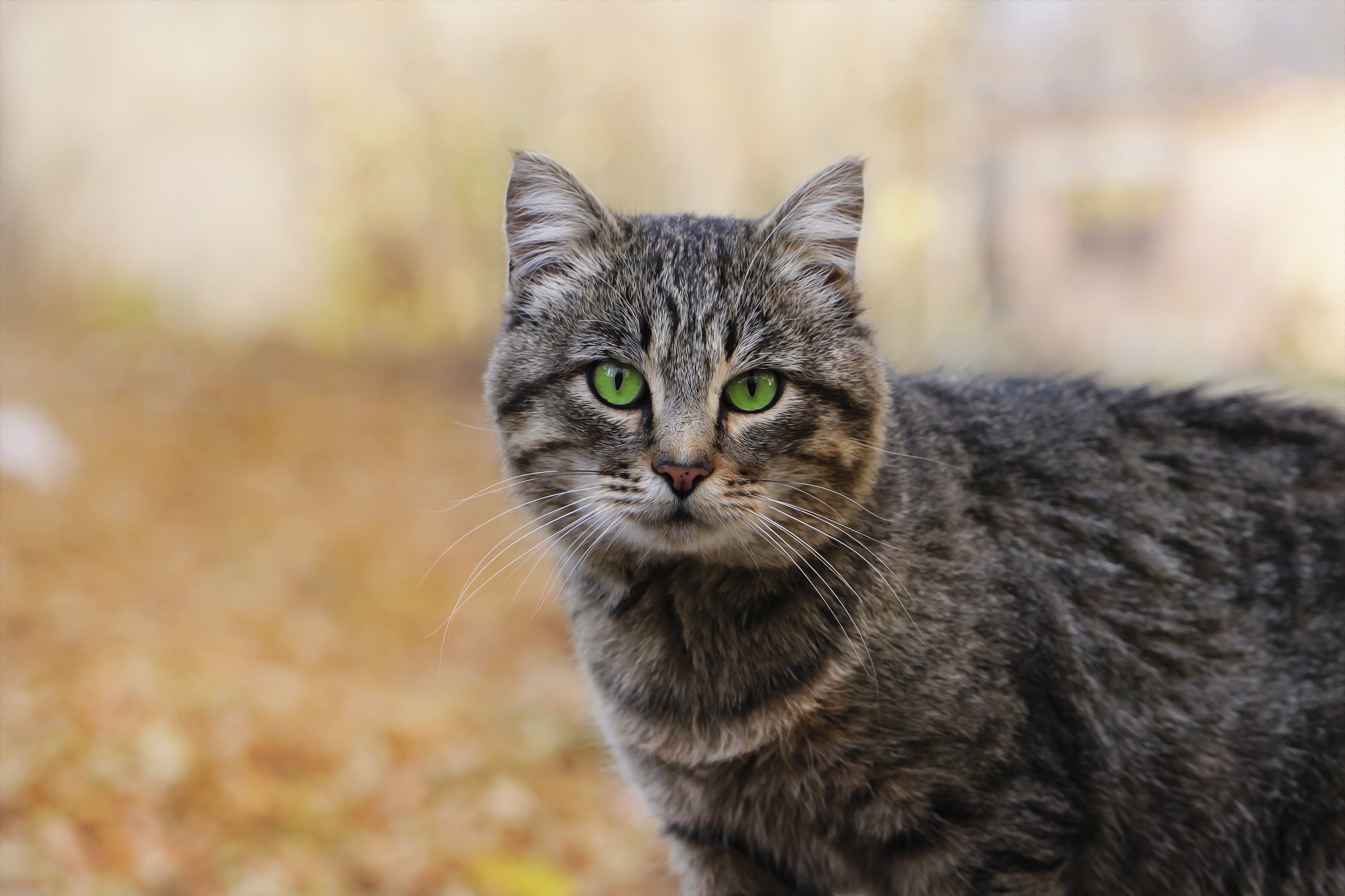 無料モバイル壁紙動物, ネコ, 猫, 被写界深度をダウンロードします。