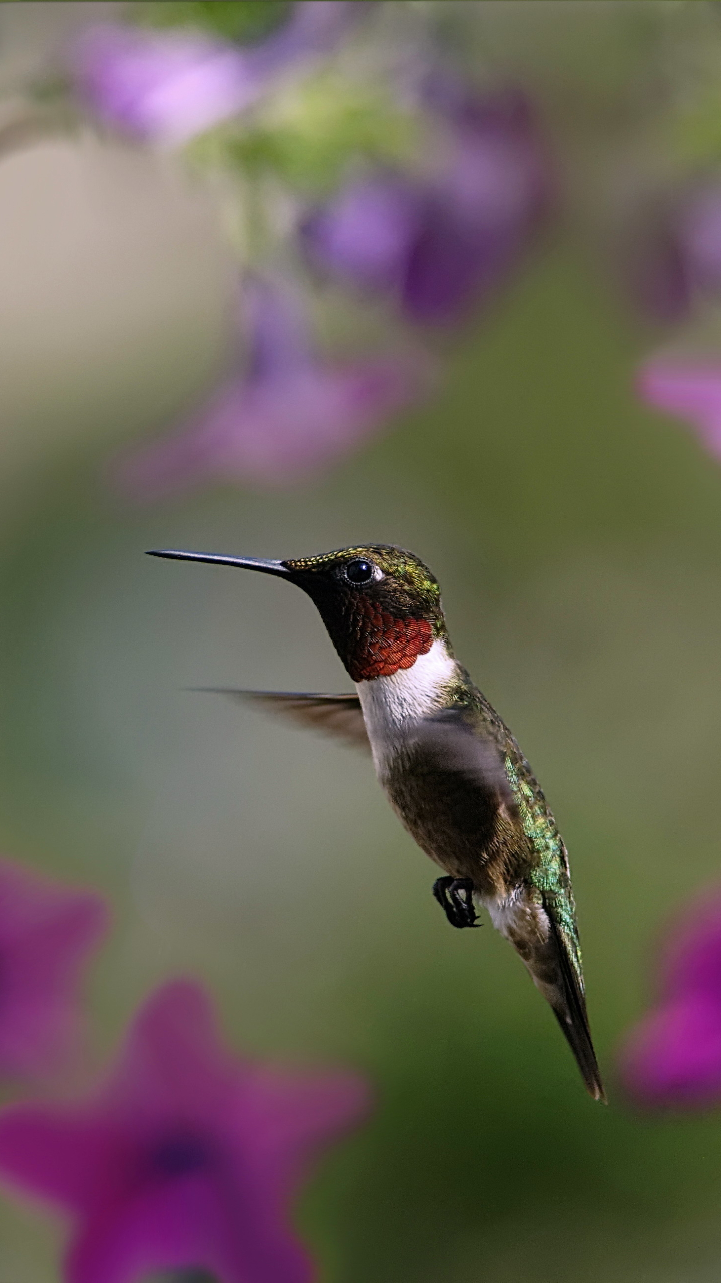Download mobile wallpaper Hummingbird, Birds, Animal for free.