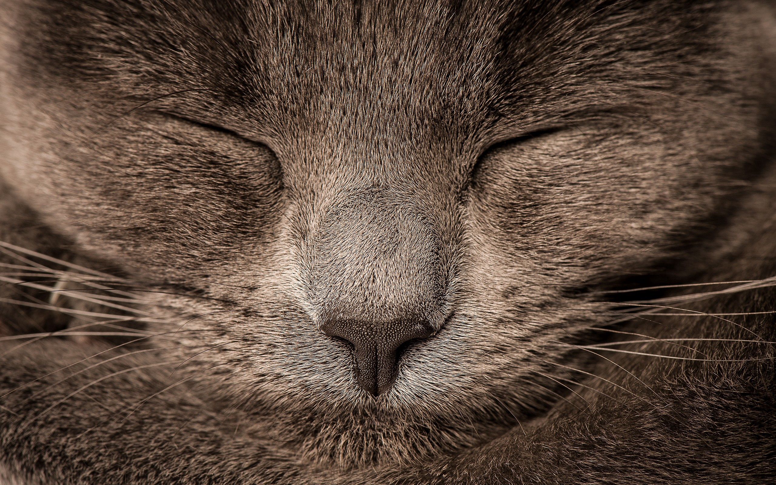 Free download wallpaper Sight, Opinion, Animals, Eyes, Grey, Cat on your PC desktop