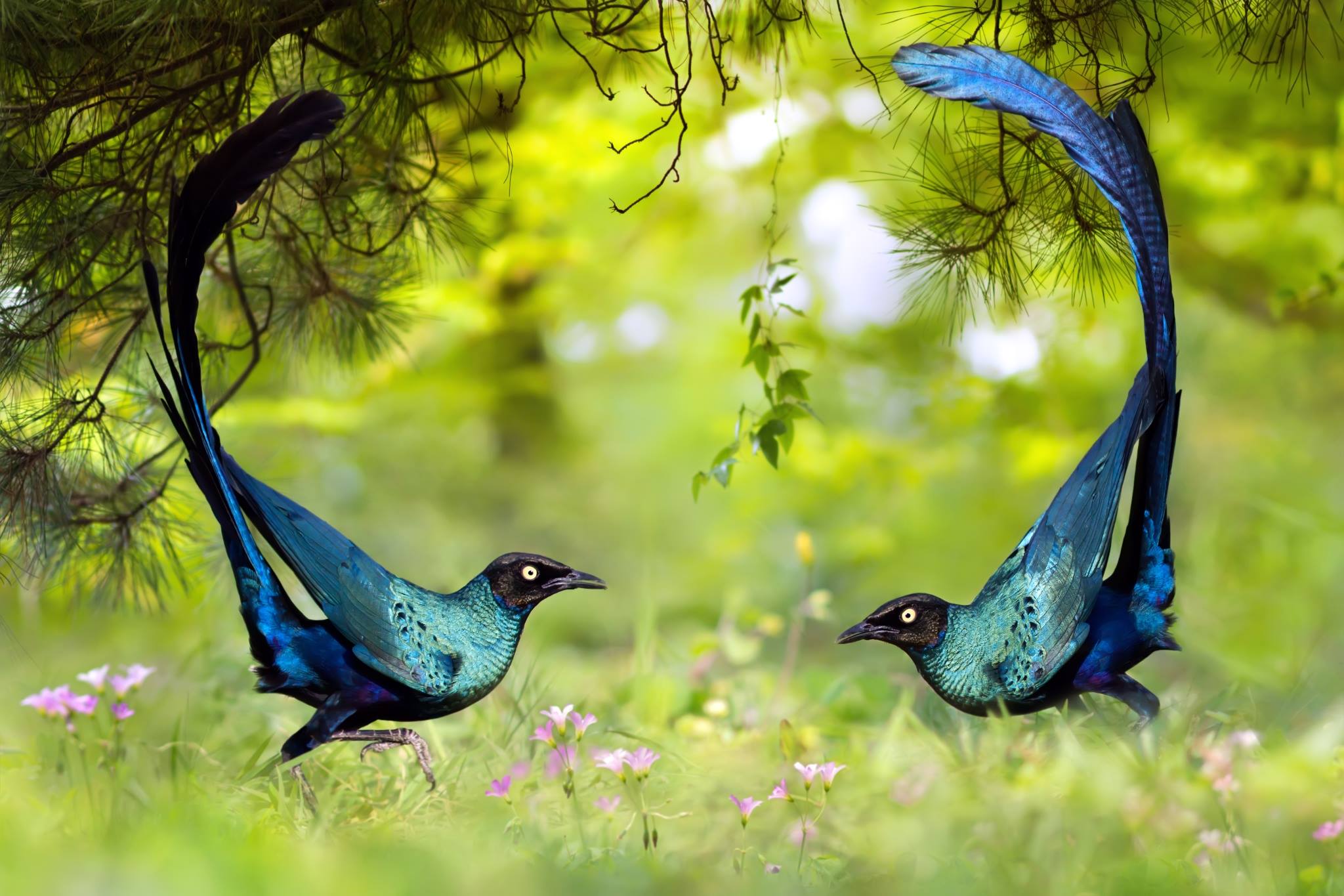 395507 скачать картинку птицы, животные, скворец, синий, длиннохвостый блестящий скворец - обои и заставки бесплатно