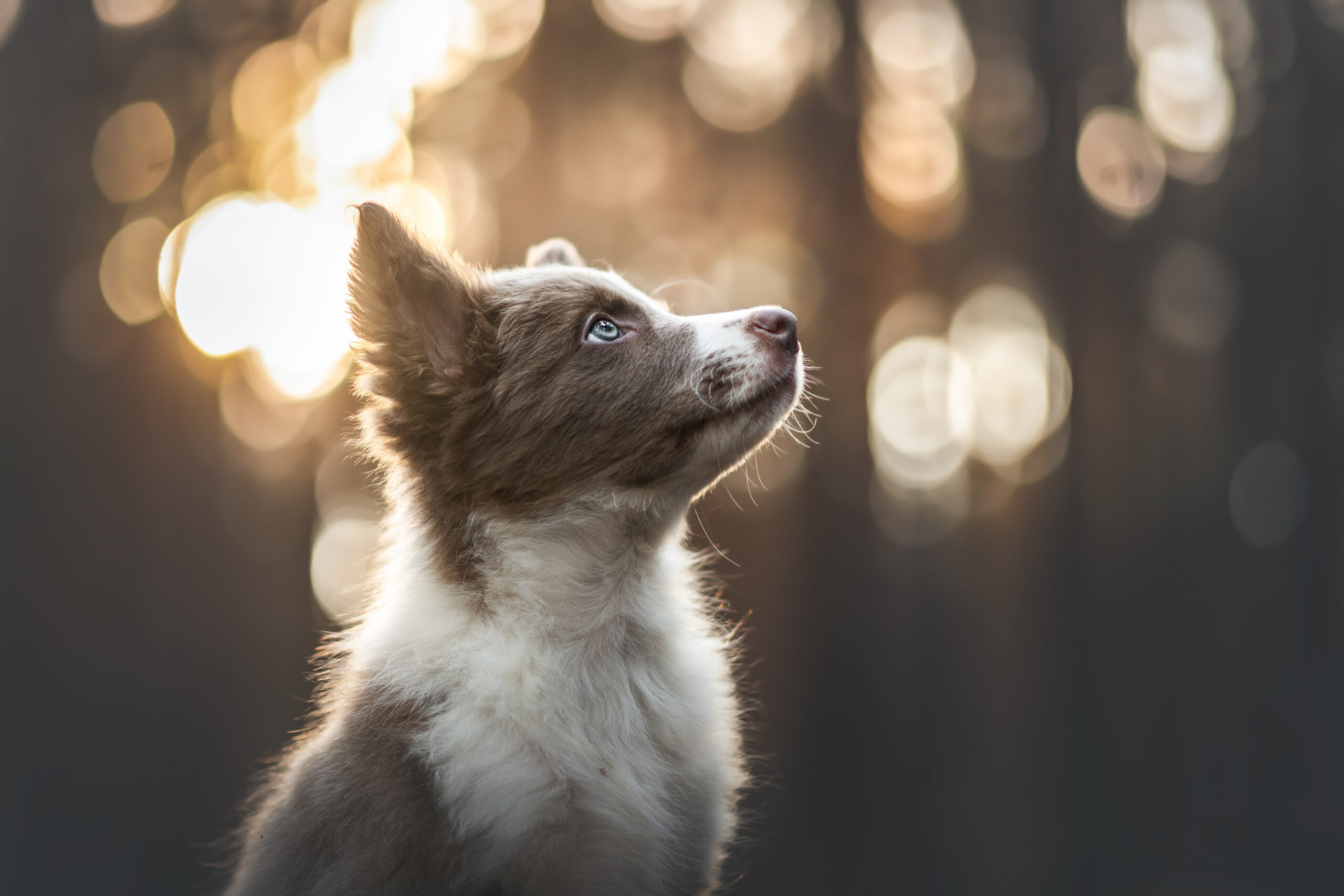 Baixar papel de parede para celular de Animais, Cães, Pastor Australiano, Animal Bebê, Filhote gratuito.