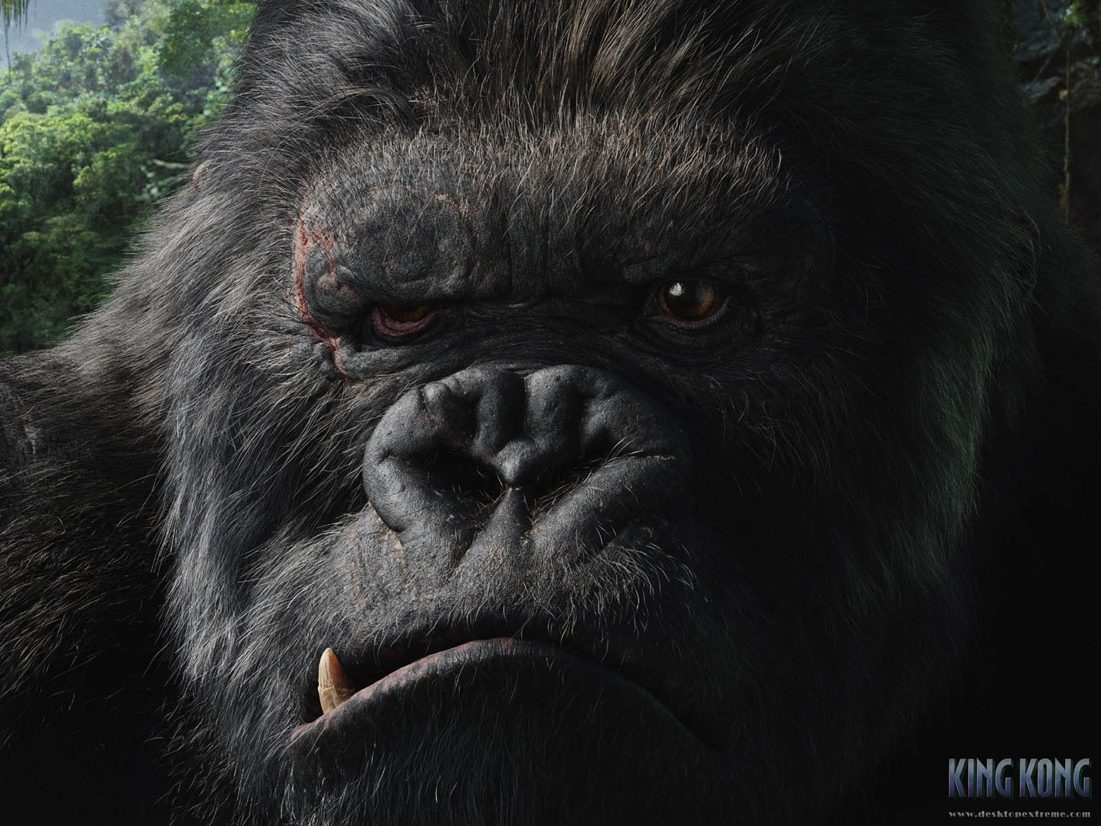 1504914 descargar fondo de pantalla películas, rey kong (2005), cara, gorila, rey kong: protectores de pantalla e imágenes gratis