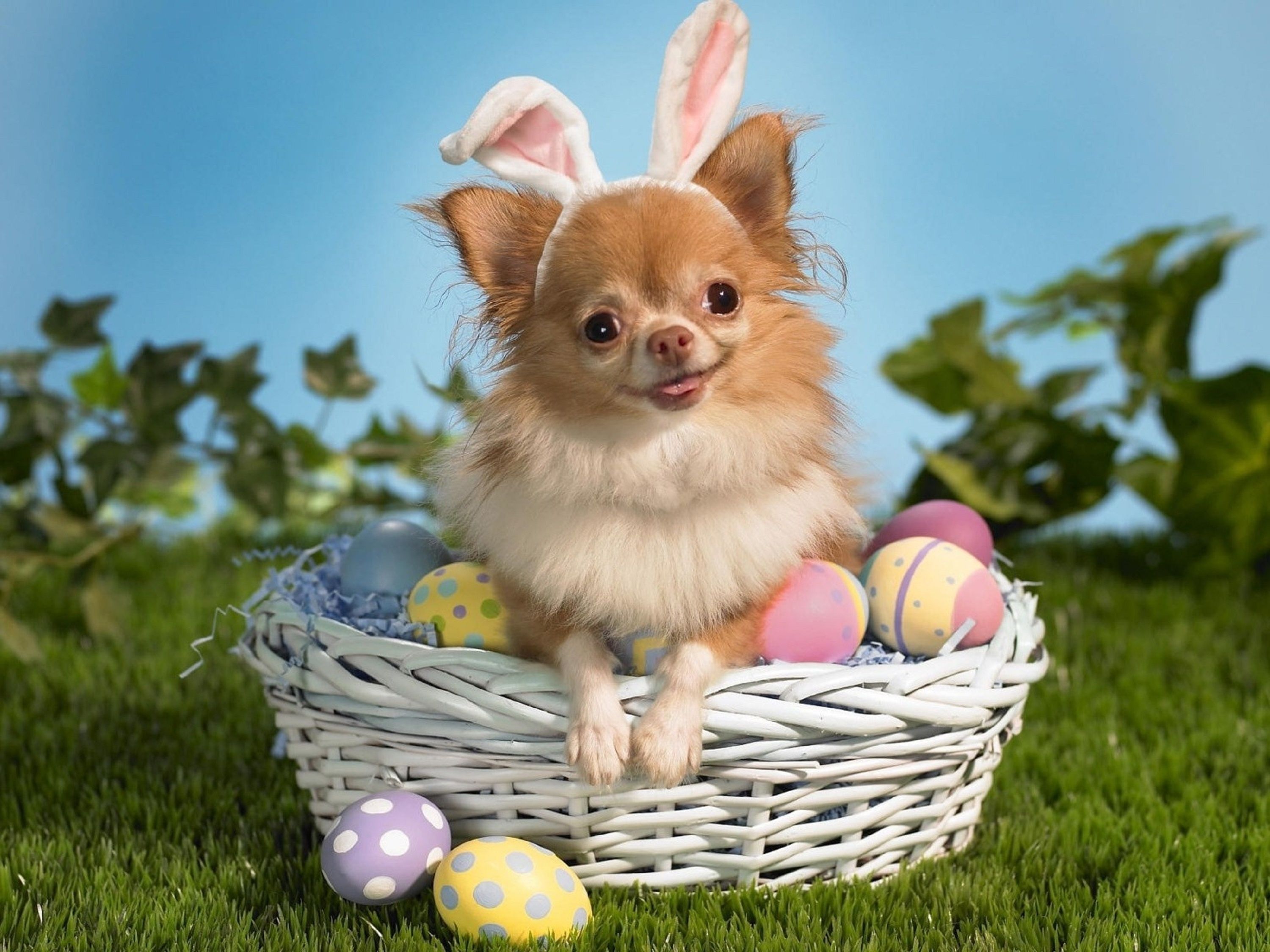Descarga gratis la imagen Pascua, Perro, Día Festivo, Cesta, Huevo De Pascua en el escritorio de tu PC