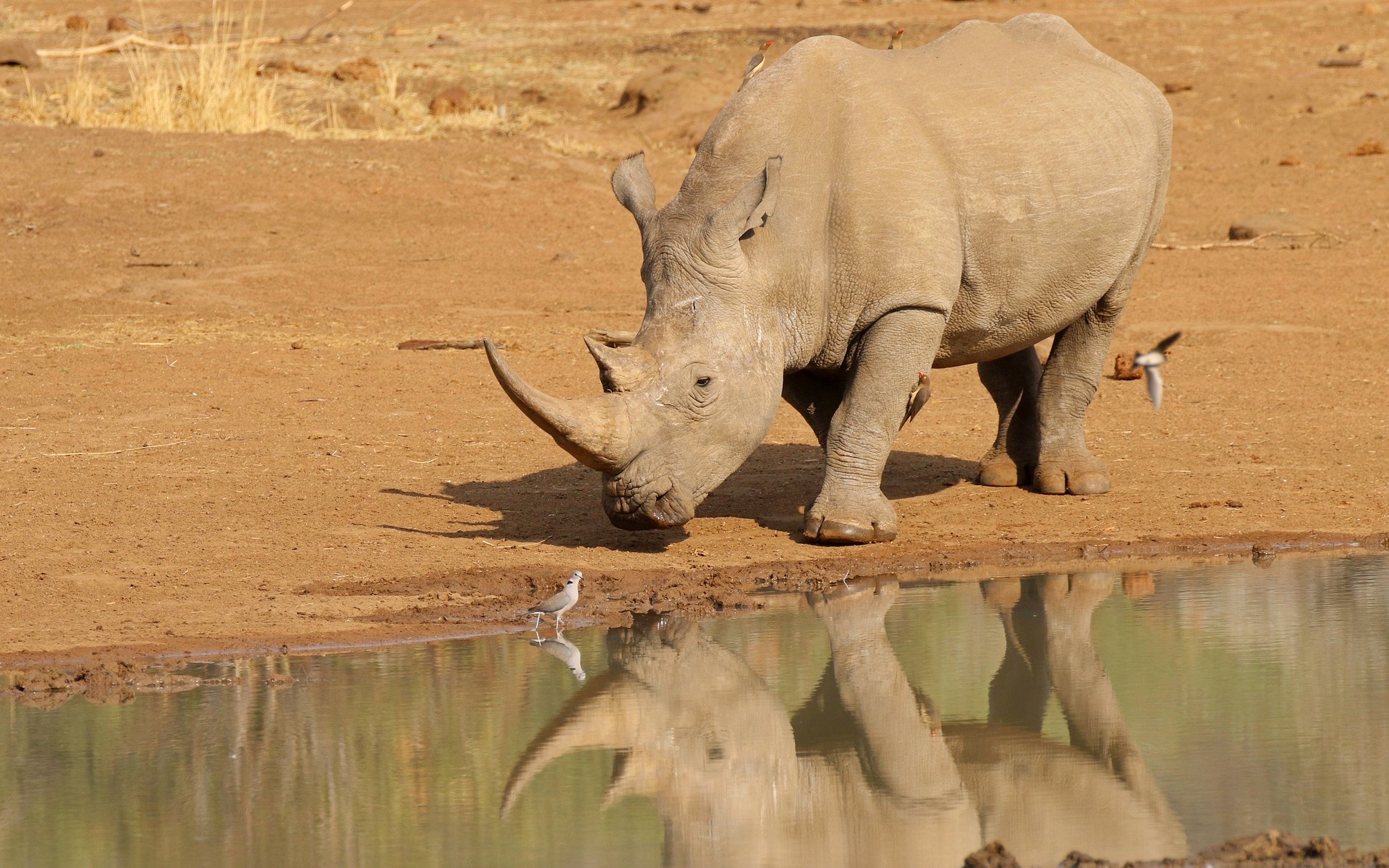 Free download wallpaper Water, Reflection, Animal, Rhinoceros, Africa, Rhino on your PC desktop