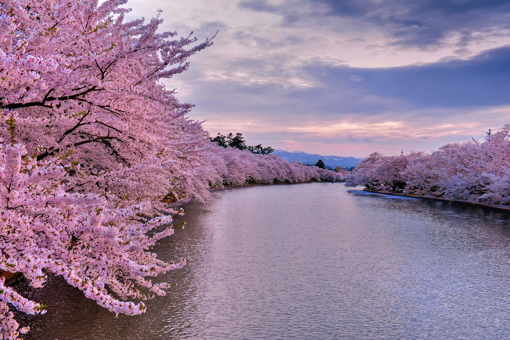 Download mobile wallpaper Cherry, Earth, River, Cherry Blossom, Blossom for free.