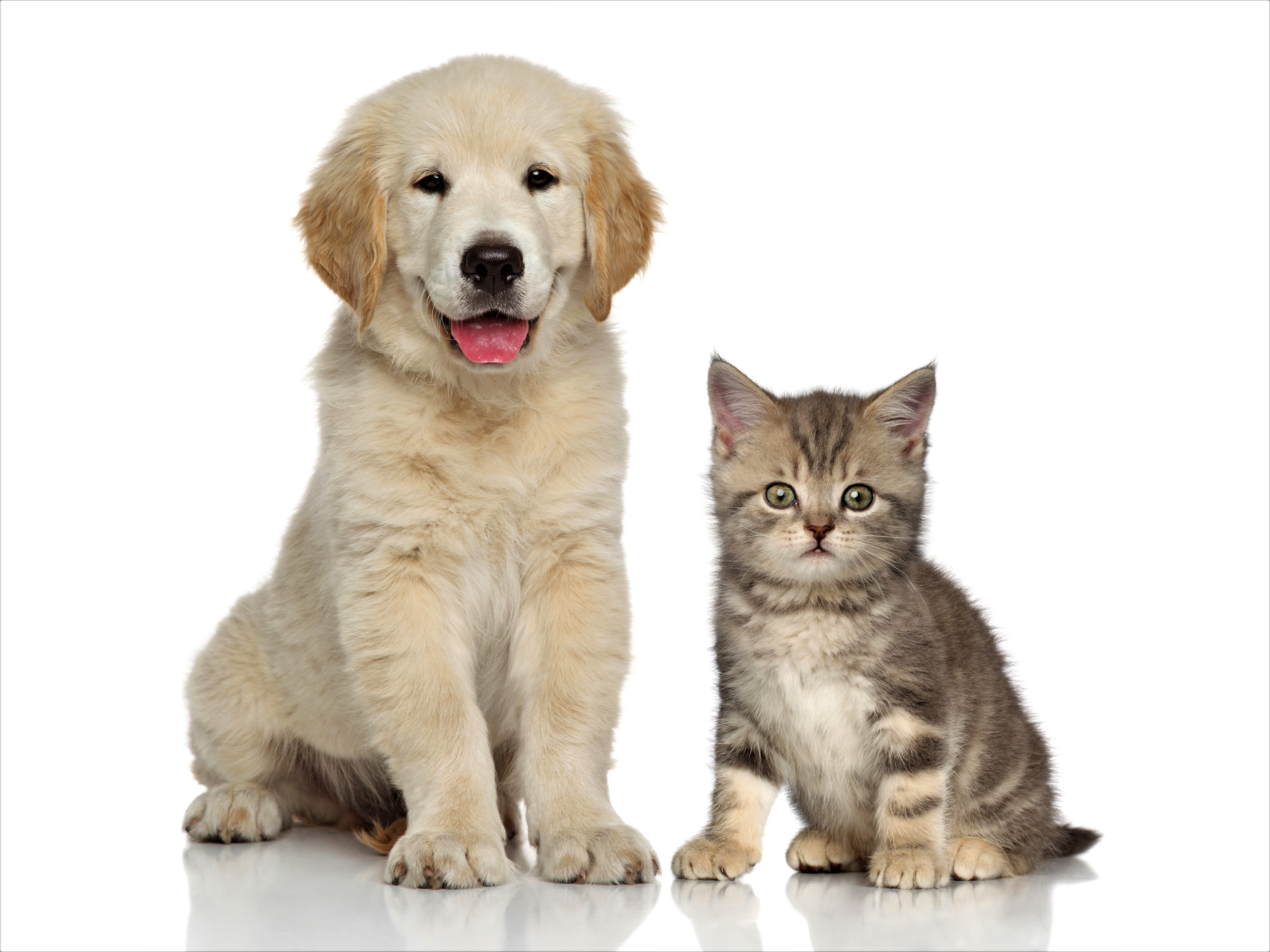 Free download wallpaper Cat, Kitten, Dog, Animal, Puppy, Golden Retriever, Cute, Baby Animal, Cat & Dog on your PC desktop
