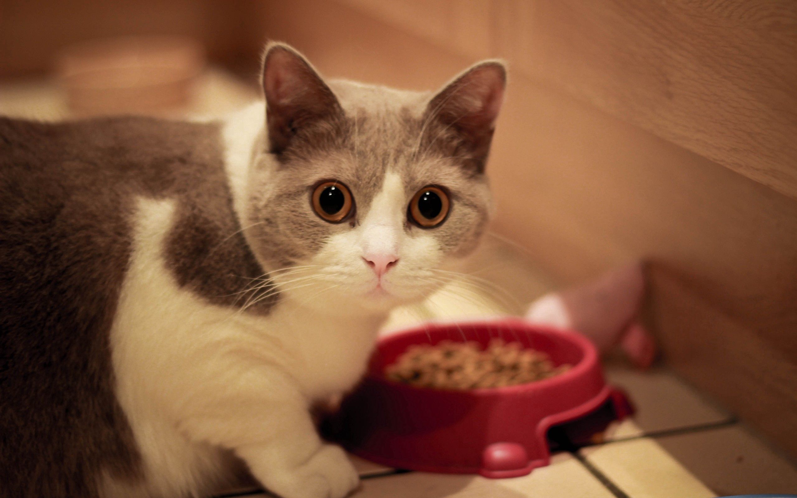 Free download wallpaper Muzzle, Bowl, Sight, Opinion, Animals, Food, Cat on your PC desktop
