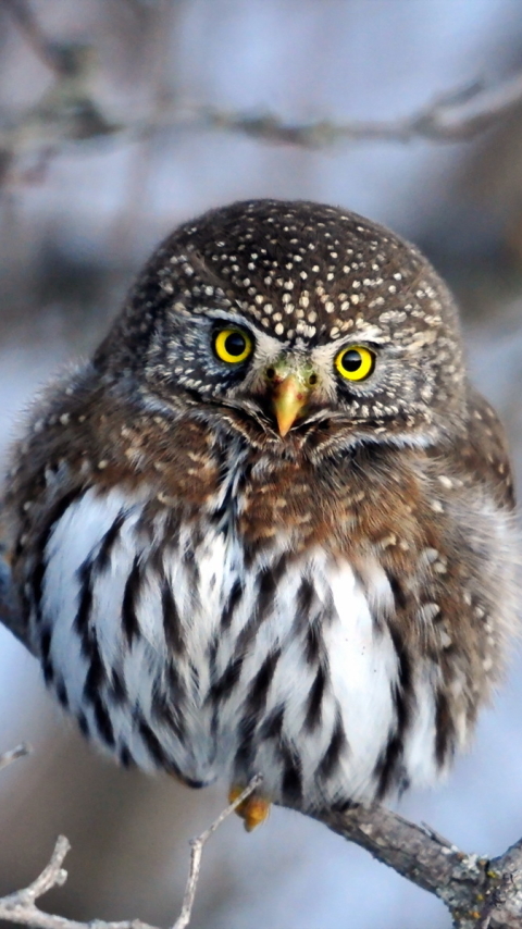 Descarga gratuita de fondo de pantalla para móvil de Animales, Búho, Aves.