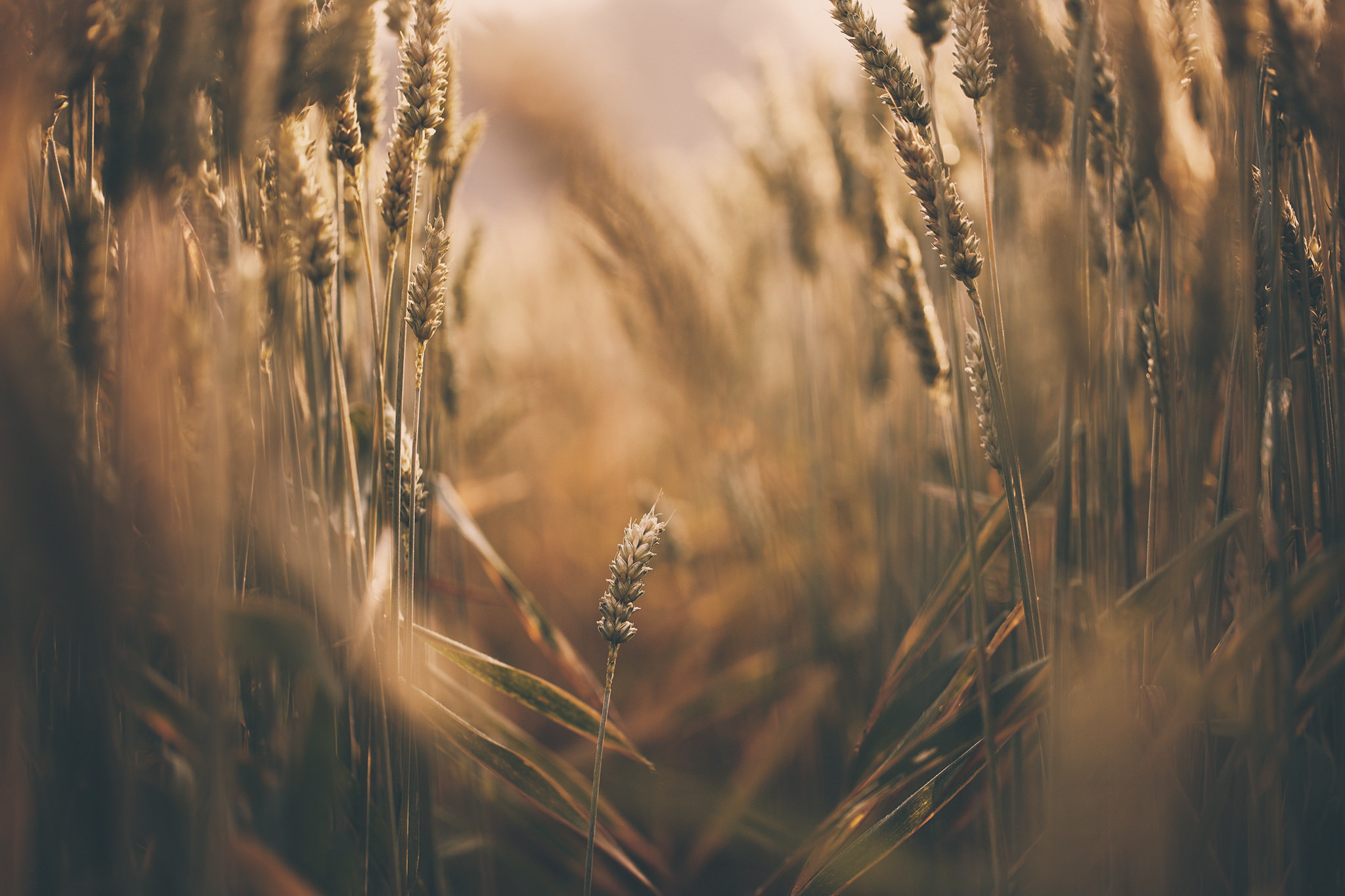 Download mobile wallpaper Nature, Summer, Wheat, Earth, Bokeh for free.